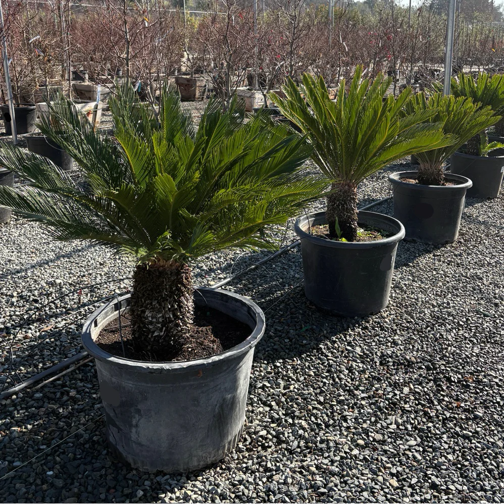 Sago Palm - Image 1