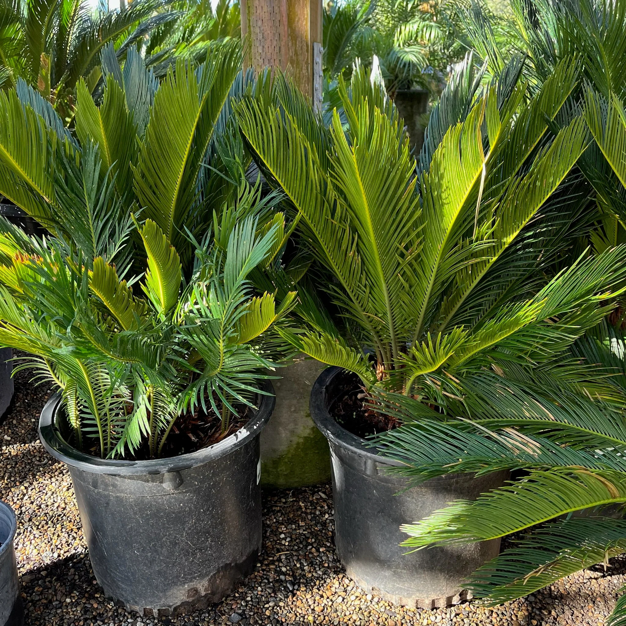 Sago Palm - Image 2