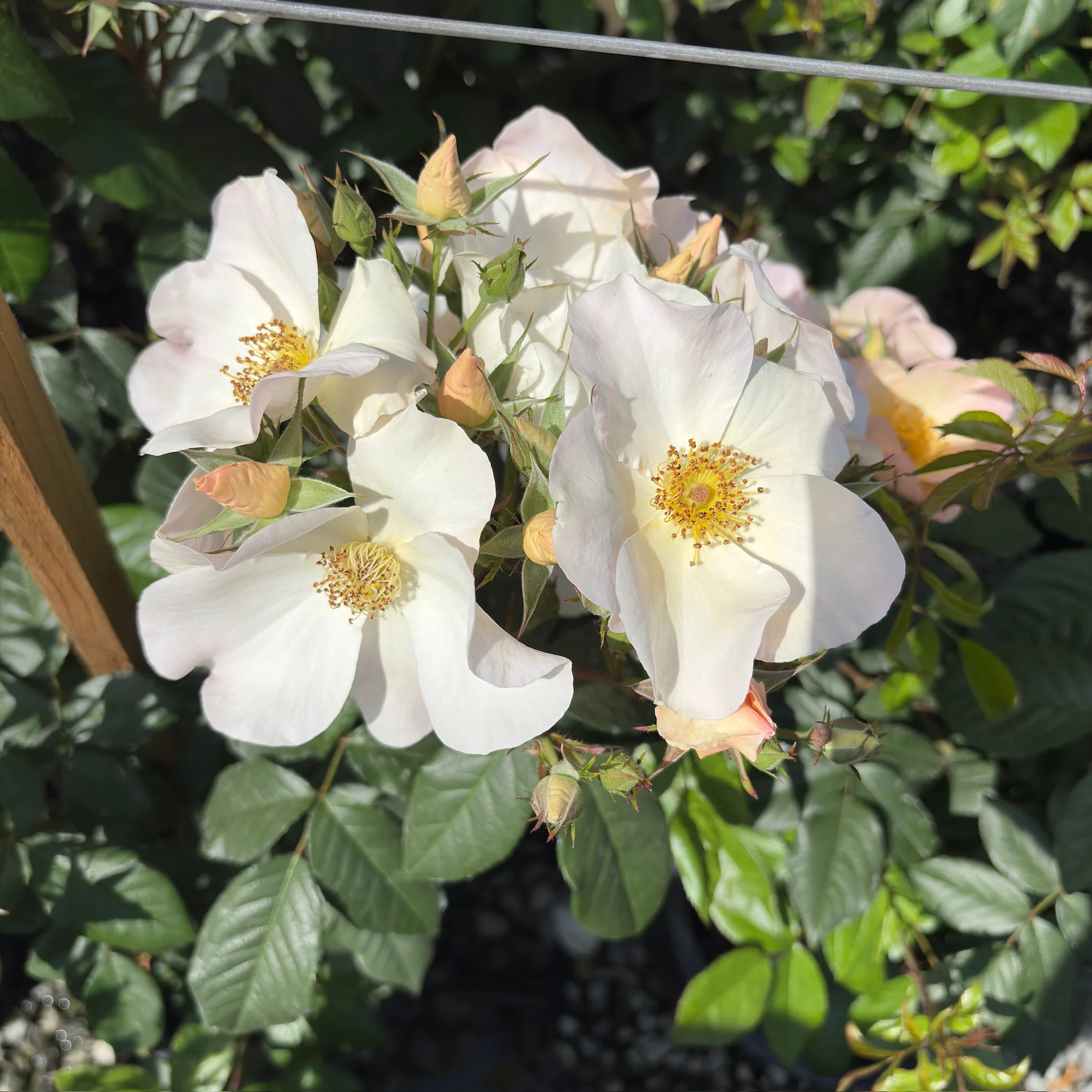 Sally Holmes Climbing Rose - Image 3