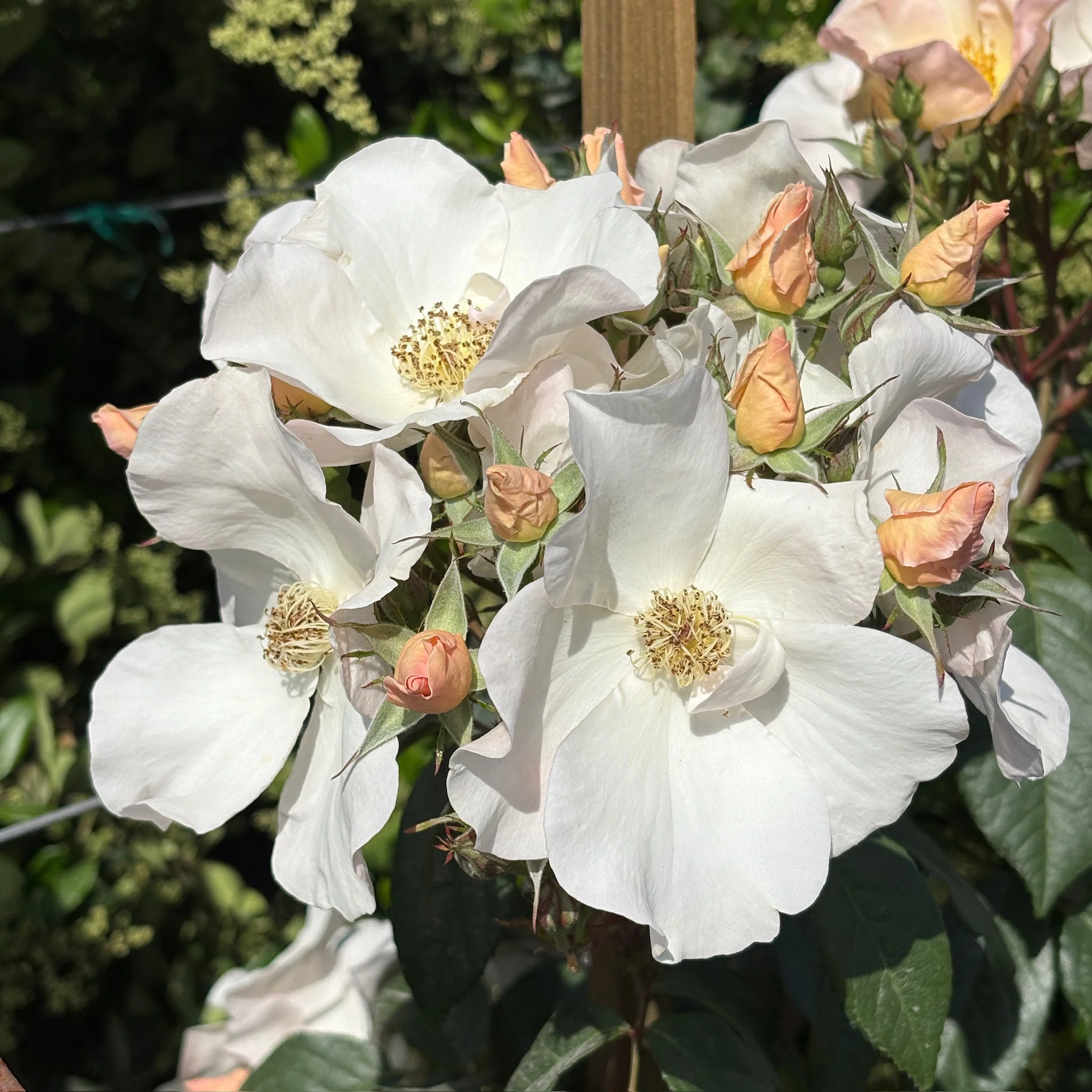 Sally Holmes Climbing Rose - Image 2