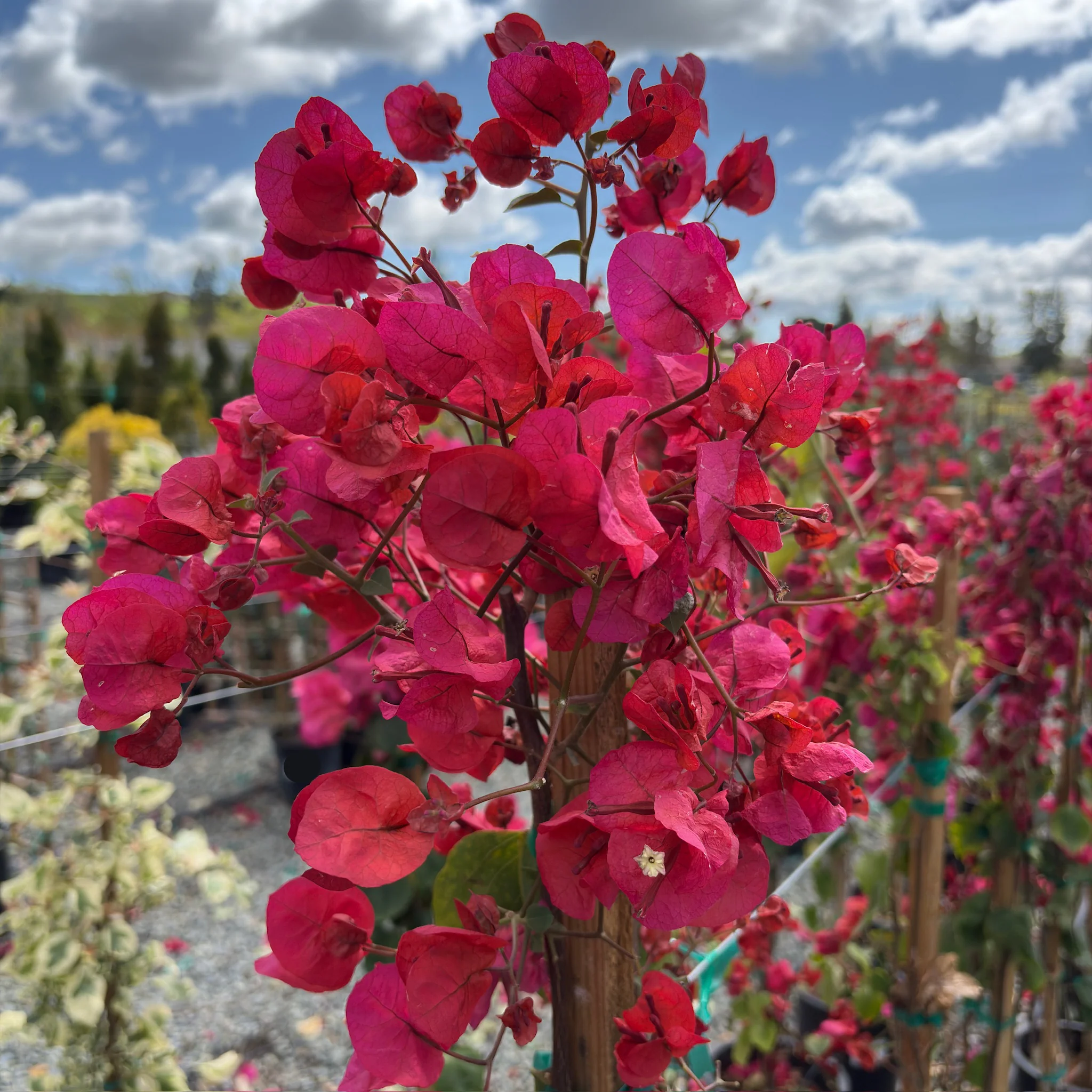 San Diego Red Bougainvillea - Image 1