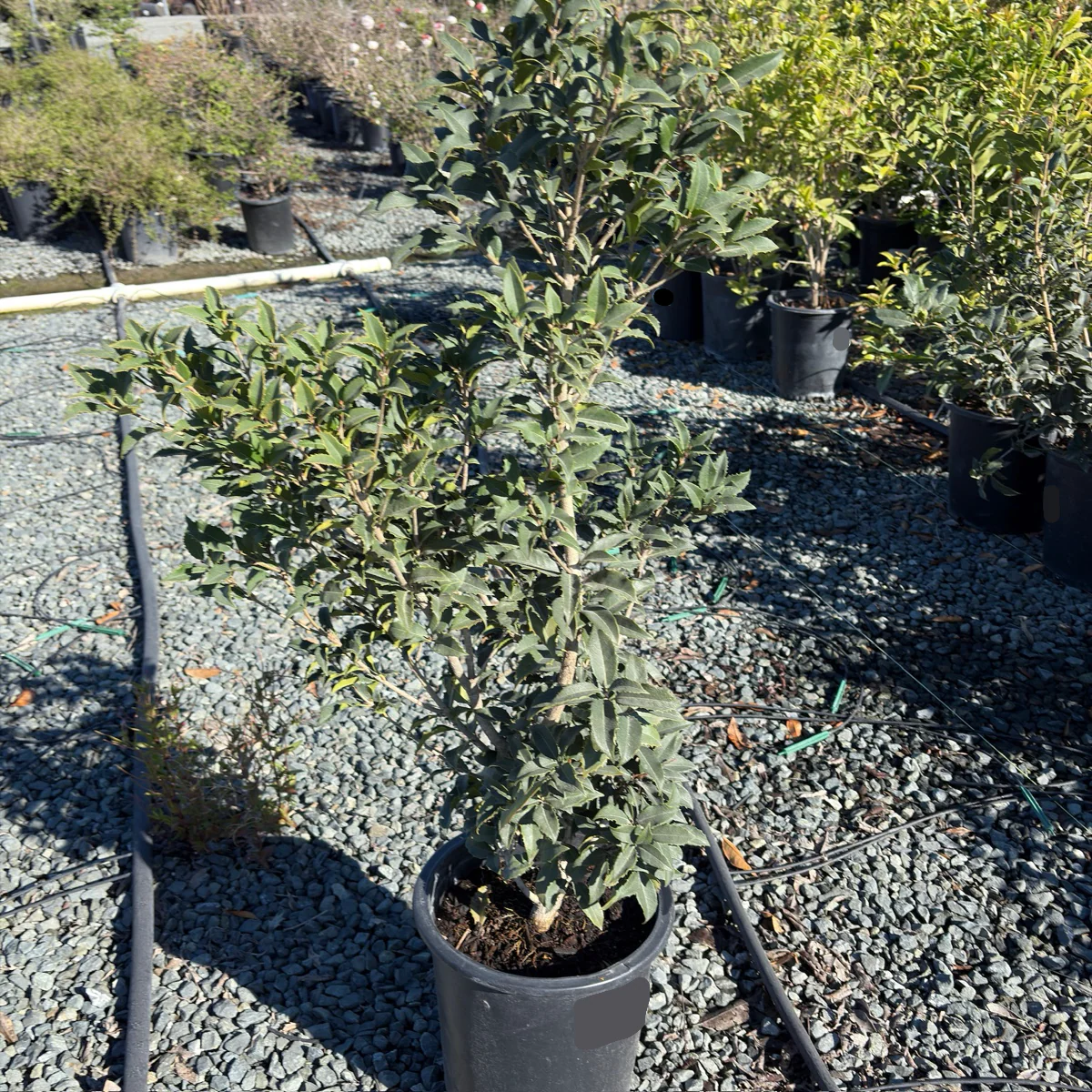 San Jose Osmanthus - Image 1