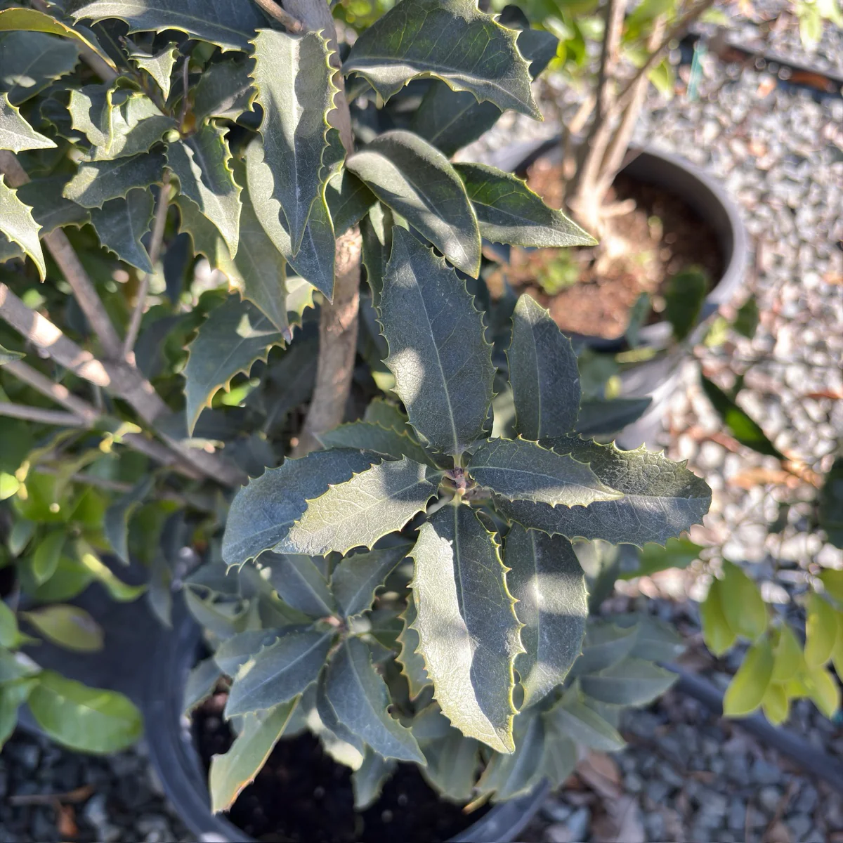 San Jose Osmanthus - Image 2