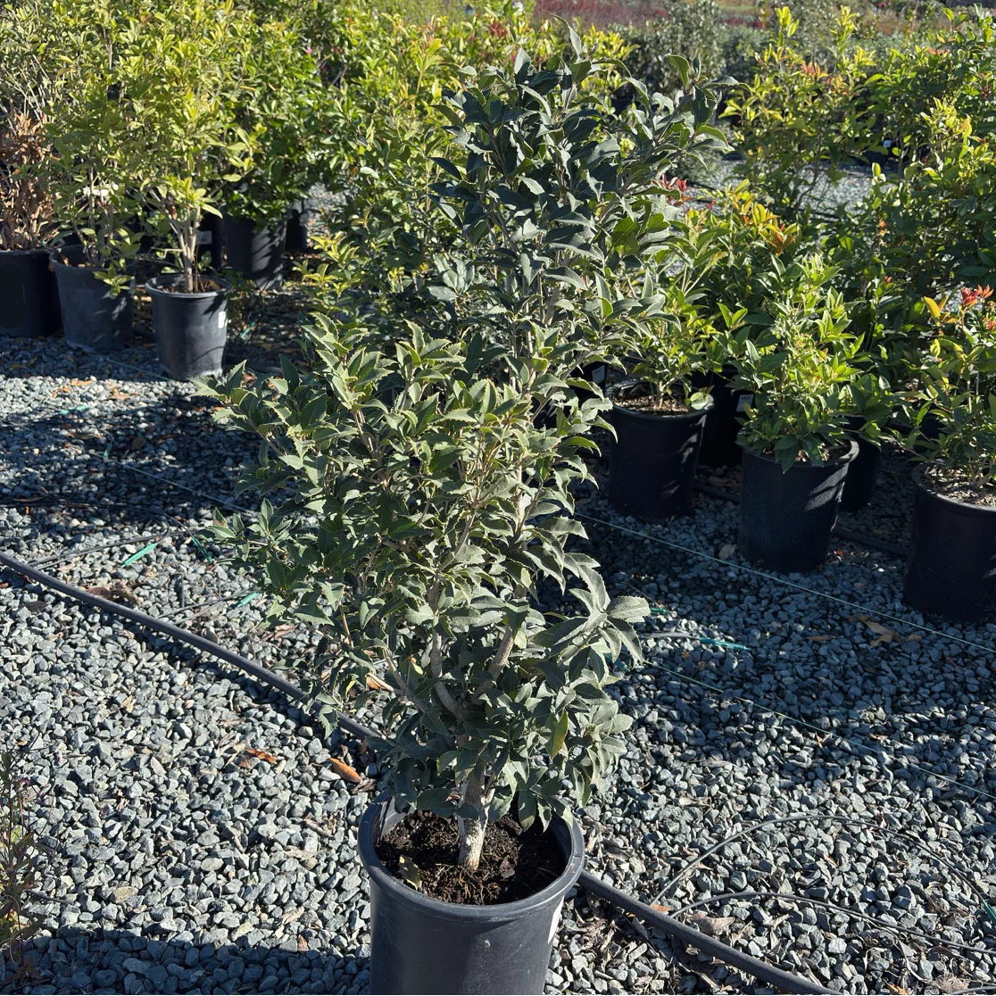 San Jose Osmanthus - Image 3