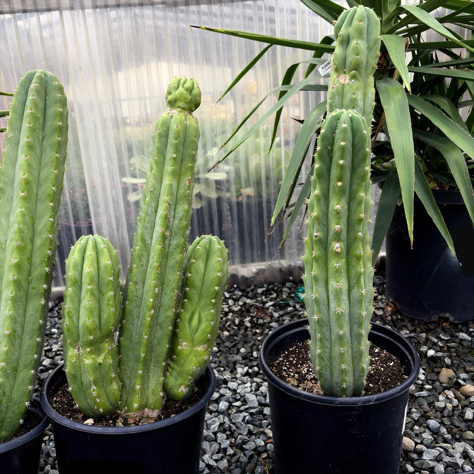 San Pedro Cactus - Image 2