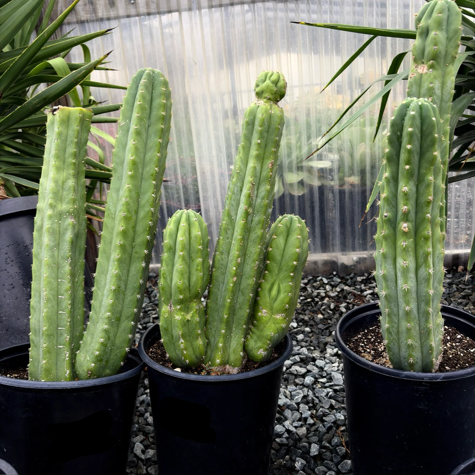 San Pedro Cactus - Image 1
