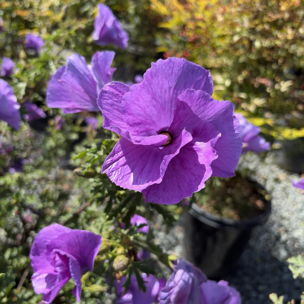 Santa Cruz Blue Hibiscus - Image 2