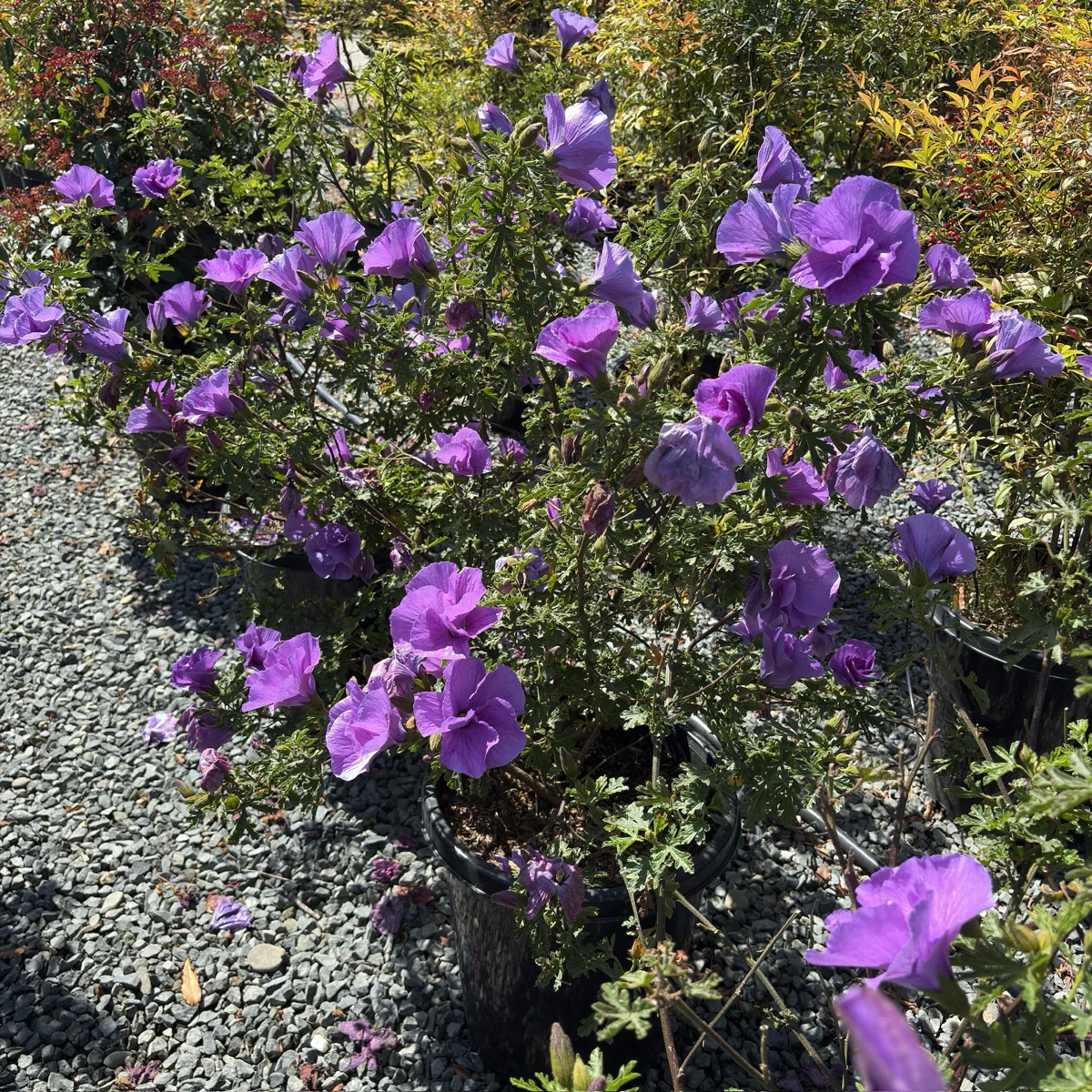 Santa Cruz Blue Hibiscus