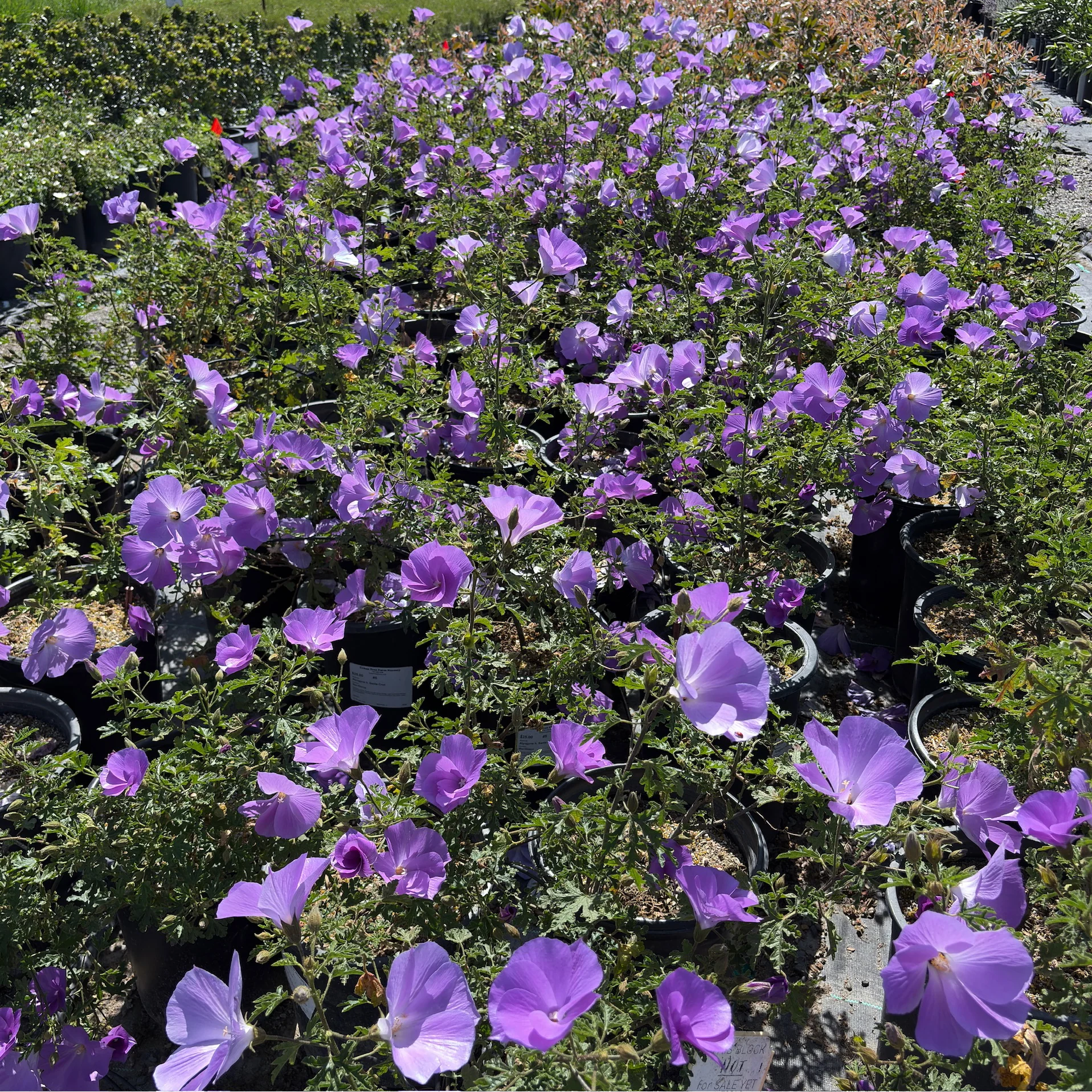 Santa Cruz Blue Hibiscus - Image 3