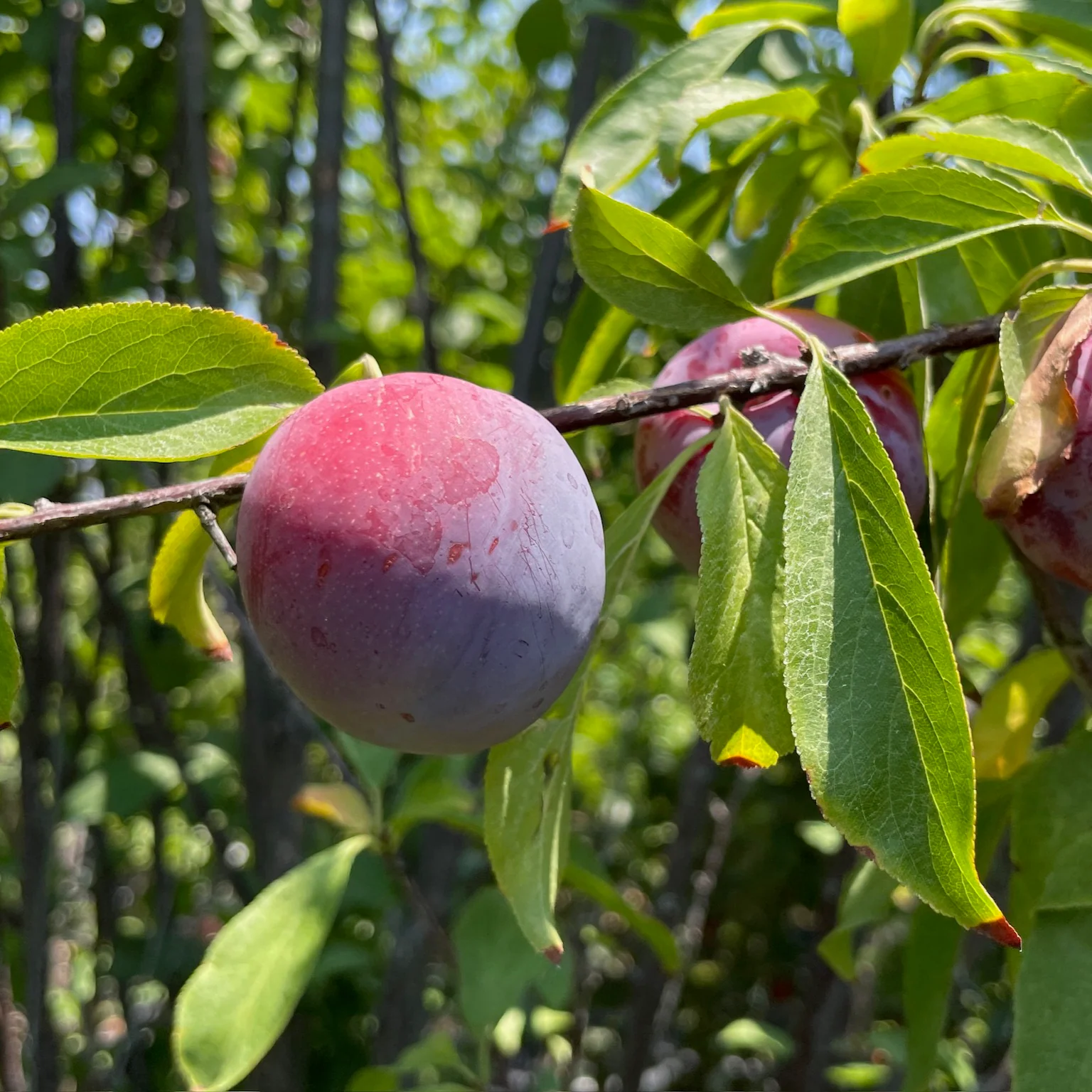 Santa Rose Plum - Image 1