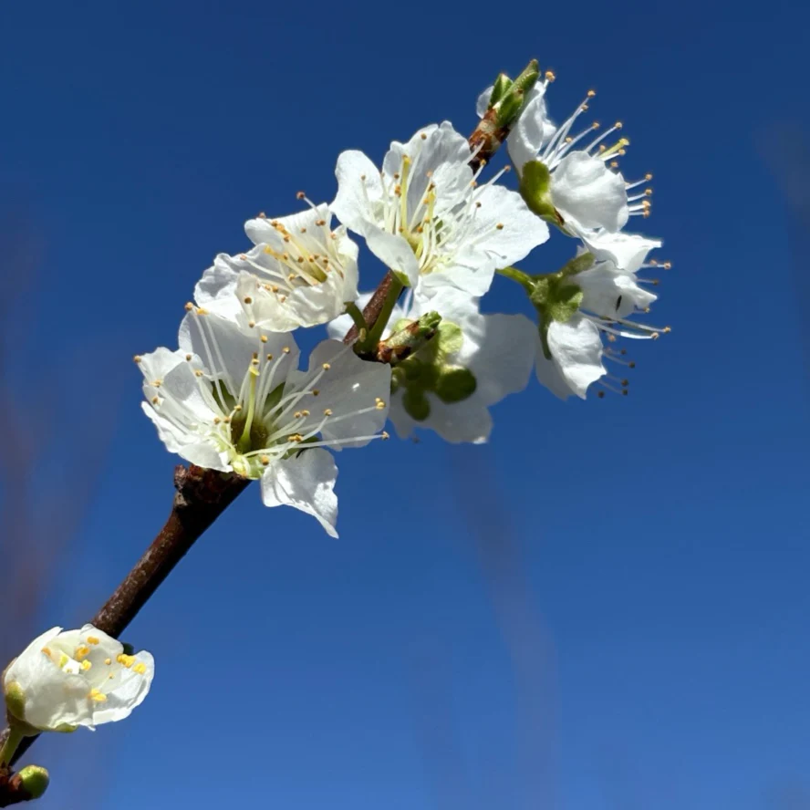 Santa Rose Plum - Image 2