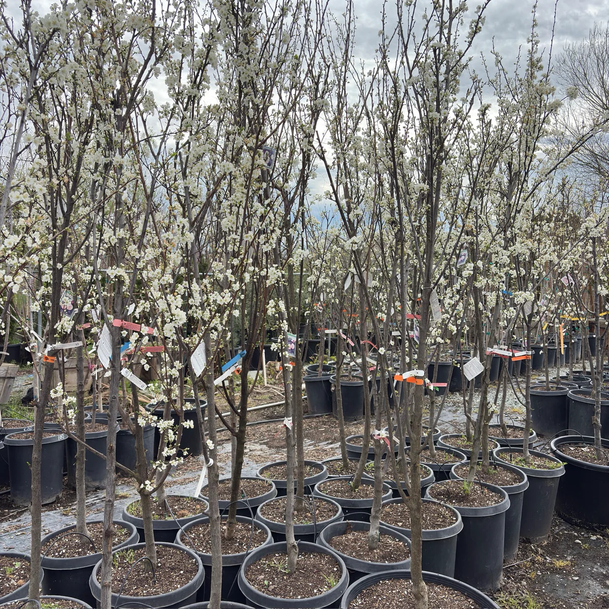 Santa Rose Plum - Image 3