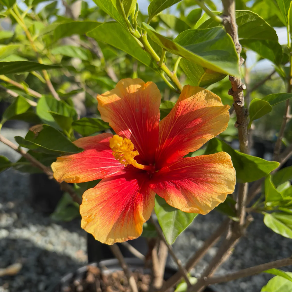 Santana Tropical Hibiscus - Image 1