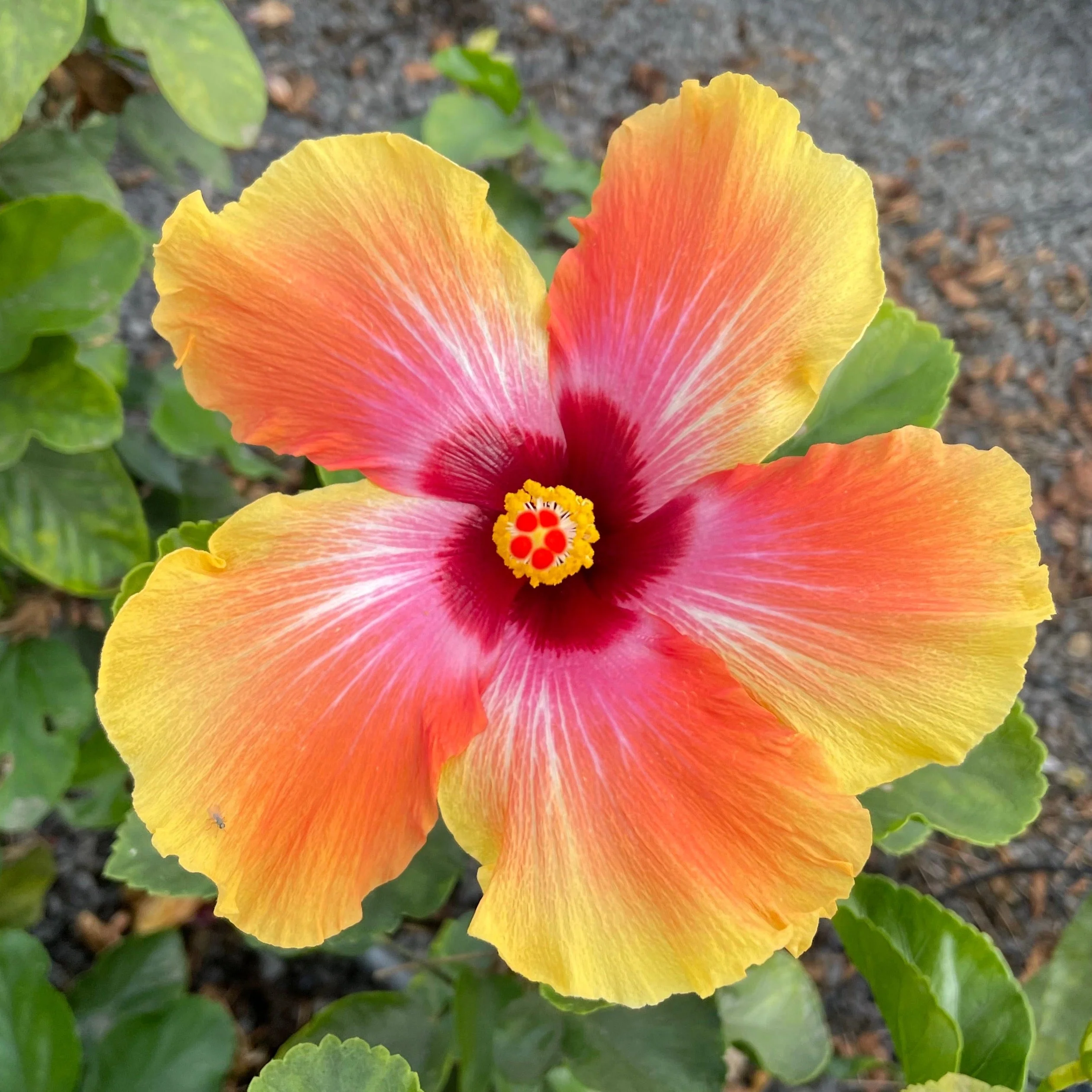 Santana Tropical Hibiscus - Image 2
