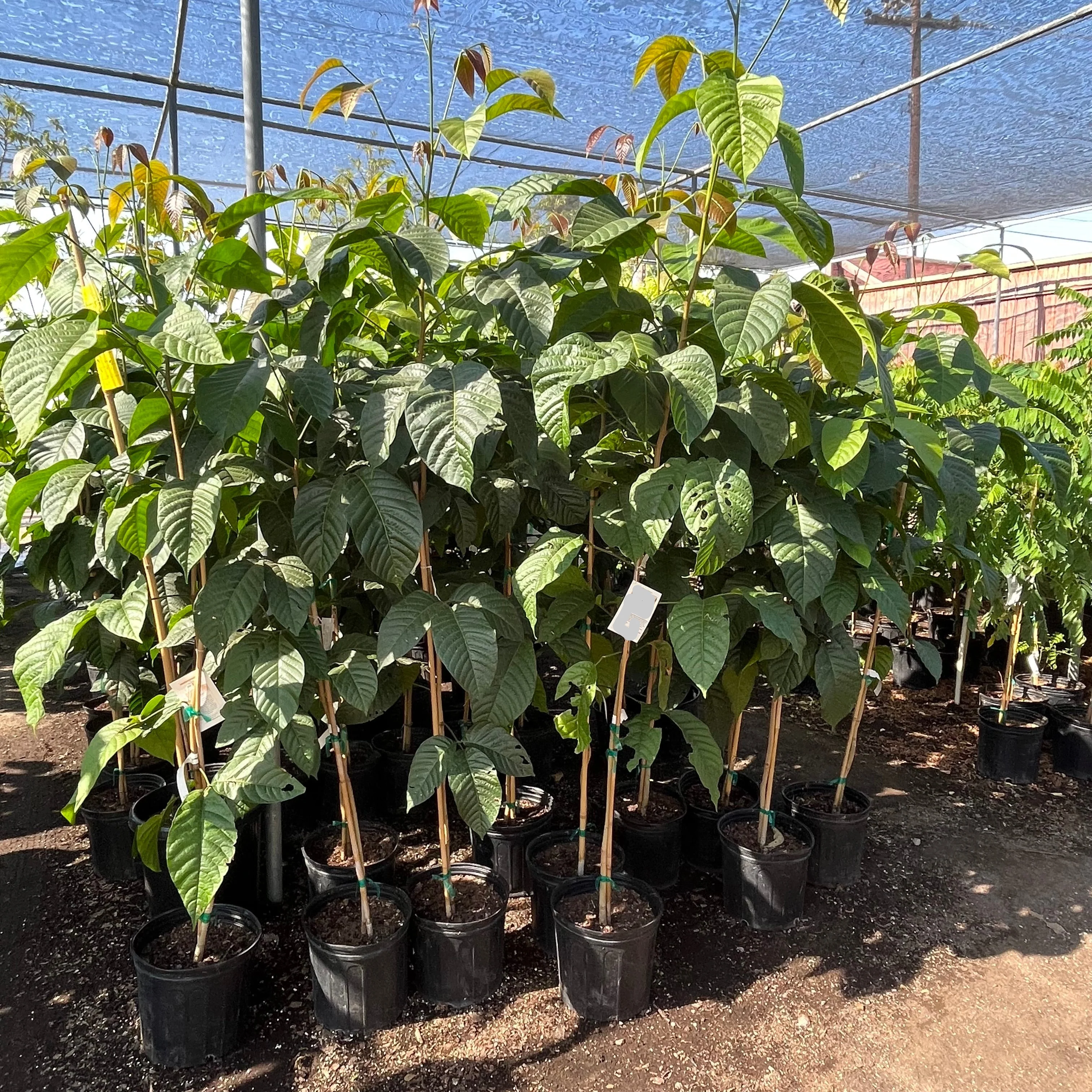 Santol - Image 1