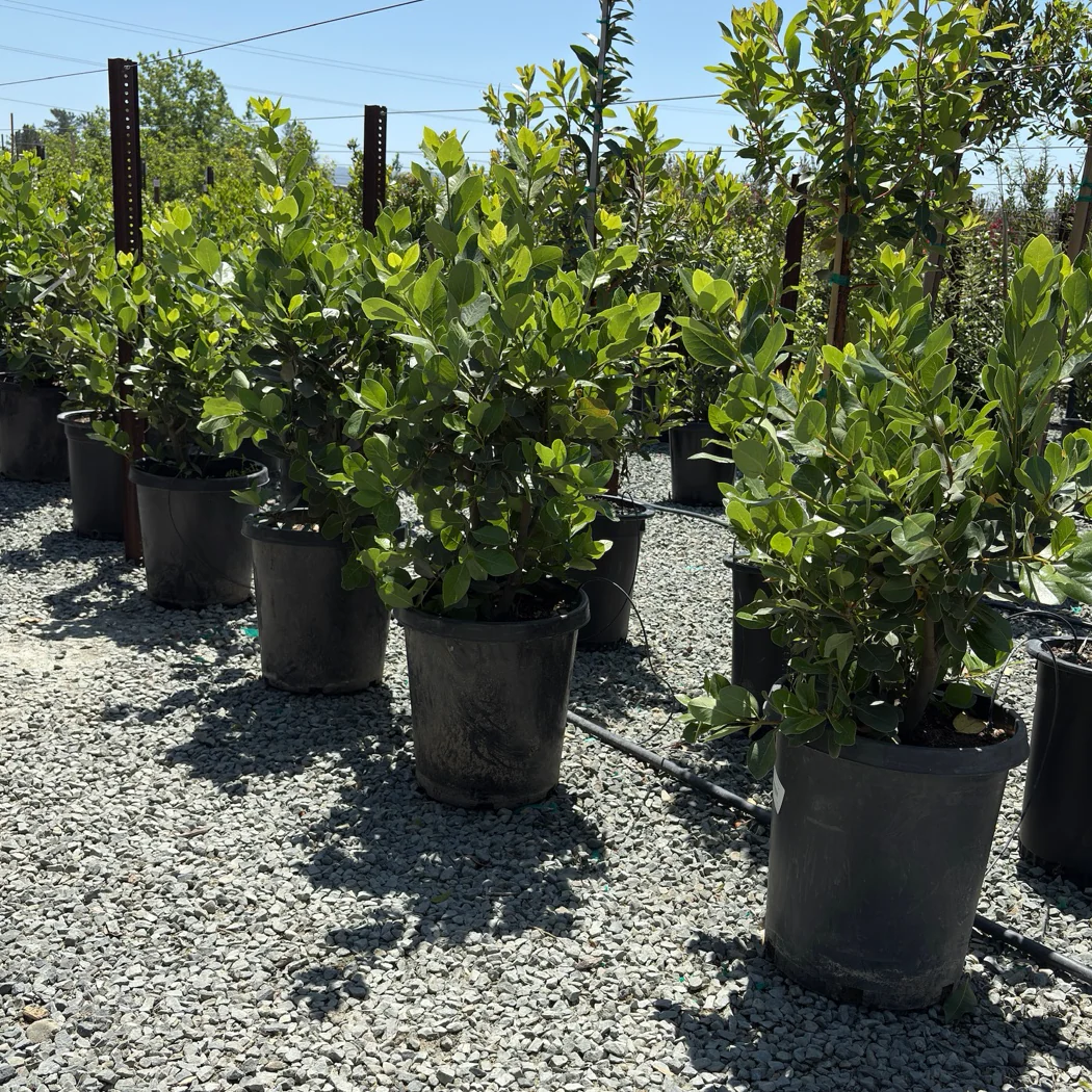 Saratoga Sweet Bay Laurel - Image 2