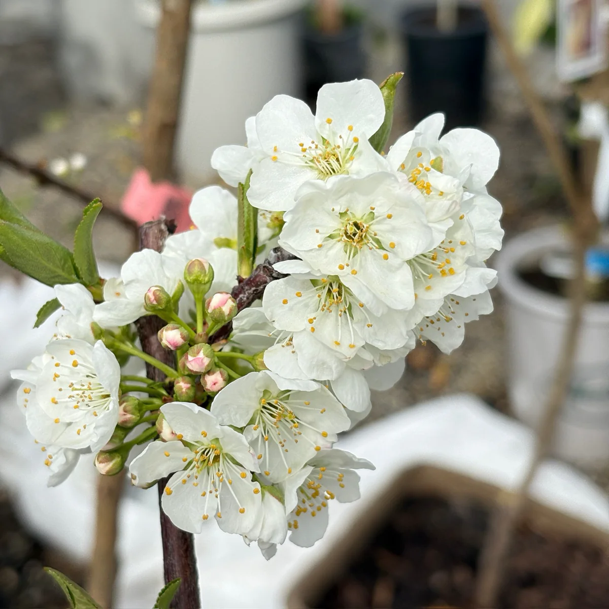 Satsuma Japanese Plum - Image 2