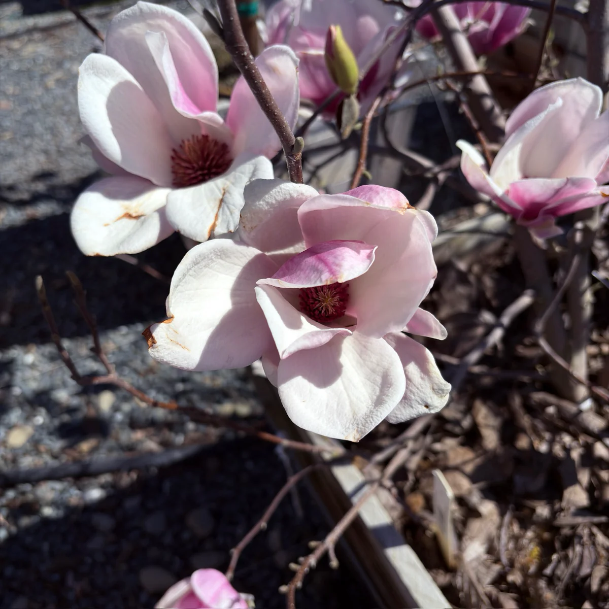 Saucer Magnolia - Image 3