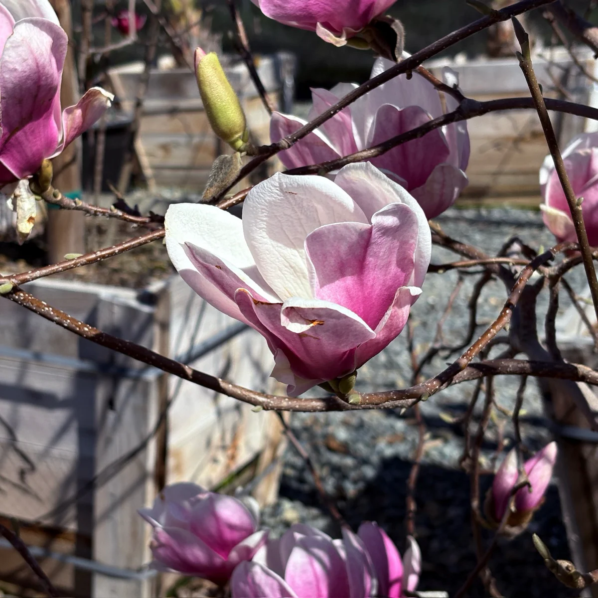 Saucer Magnolia - Image 1