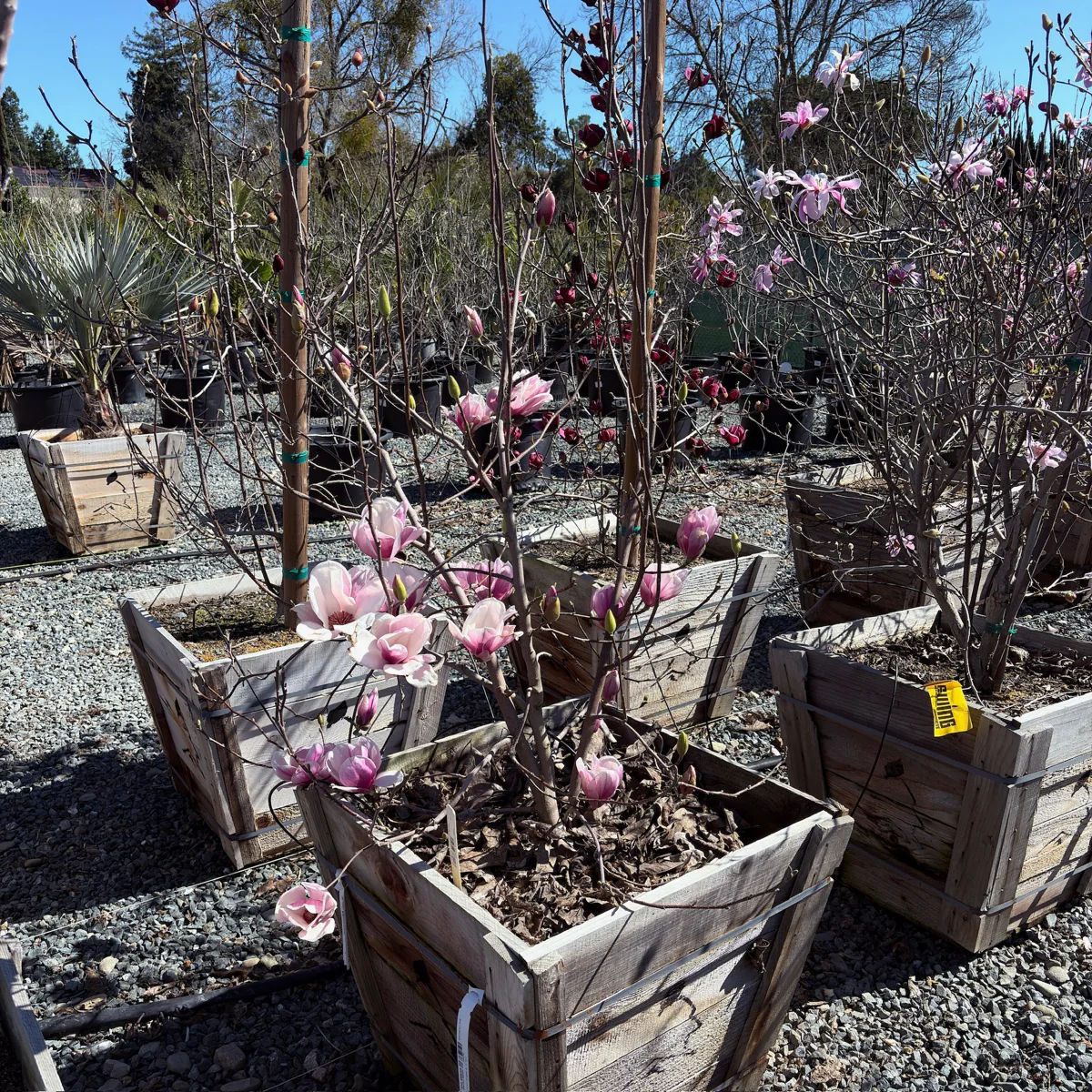 Saucer Magnolia - Image 2