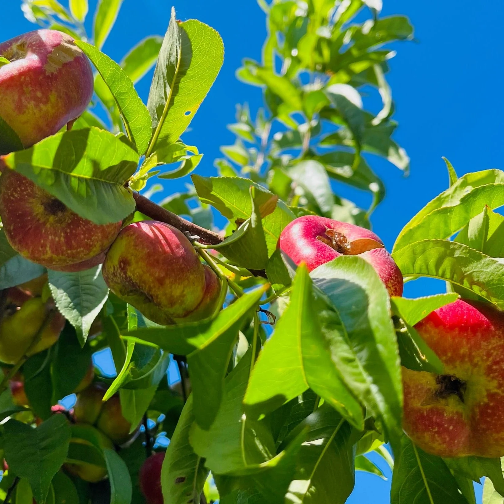 Sauzee King Nectarine