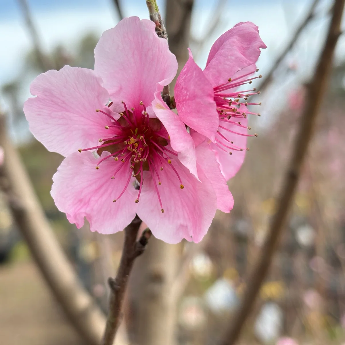 Sauzee King Nectarine - Image 2