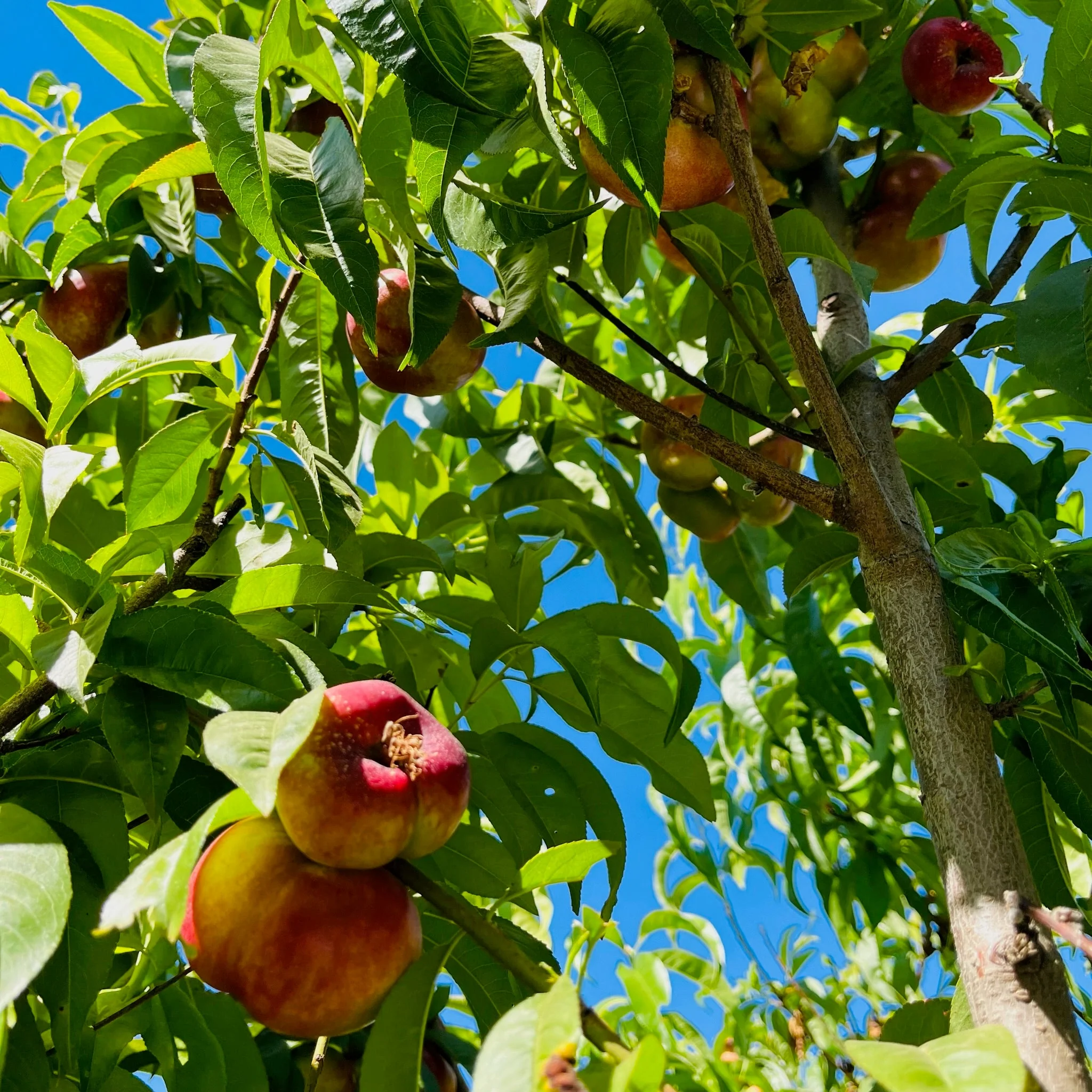 Sauzee King Nectarine - Image 3