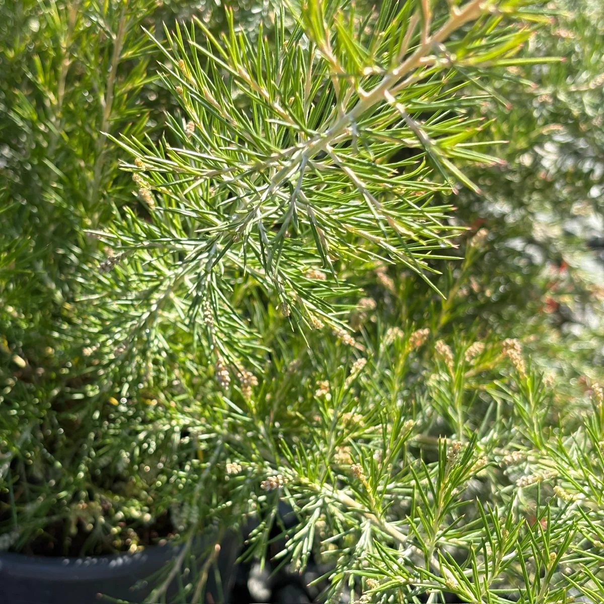 Scarlet Sprite Rosemary Grevillea - Image 2