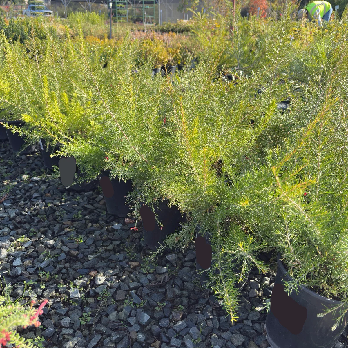 Scarlet Sprite Rosemary Grevillea - Image 3