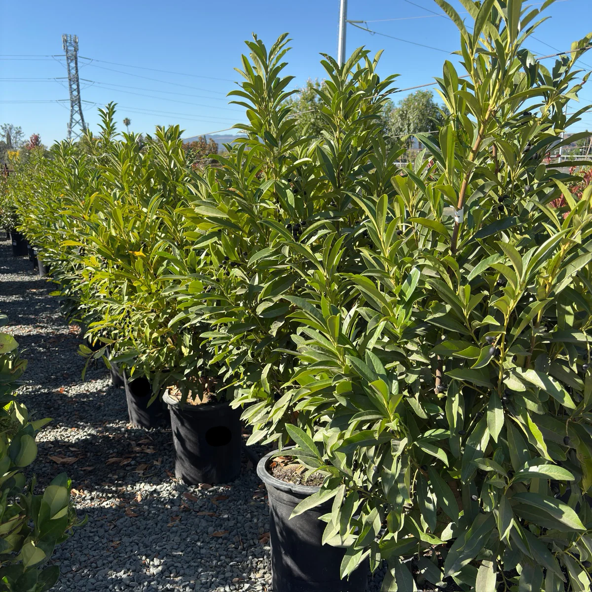 Schipka English Laurel - Image 3