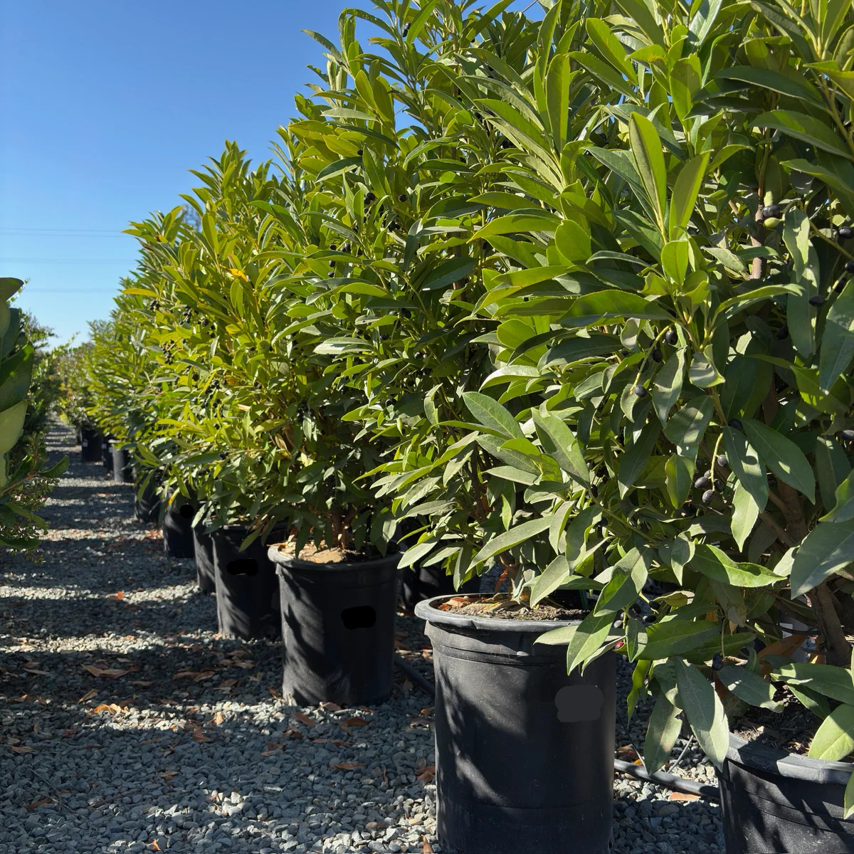 Schipka English Laurel - Image 1