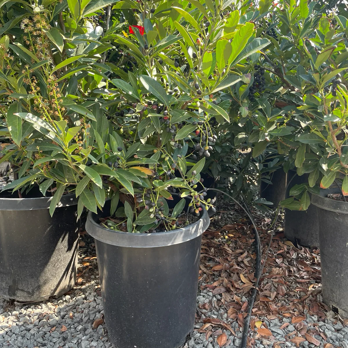 Schipka English Laurel - Image 2