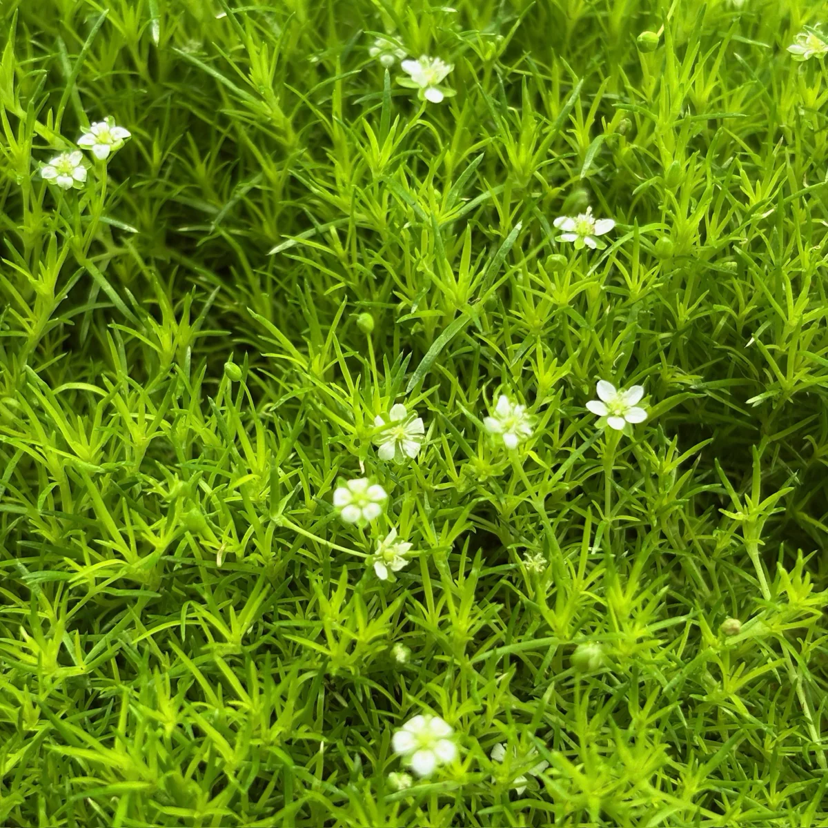 Scotch Moss - Image 1