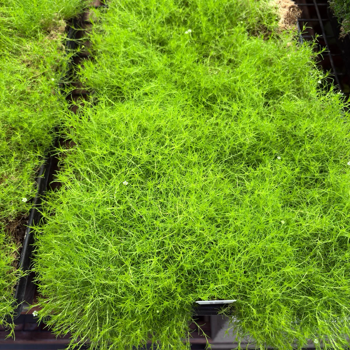 Scotch Moss - Image 2