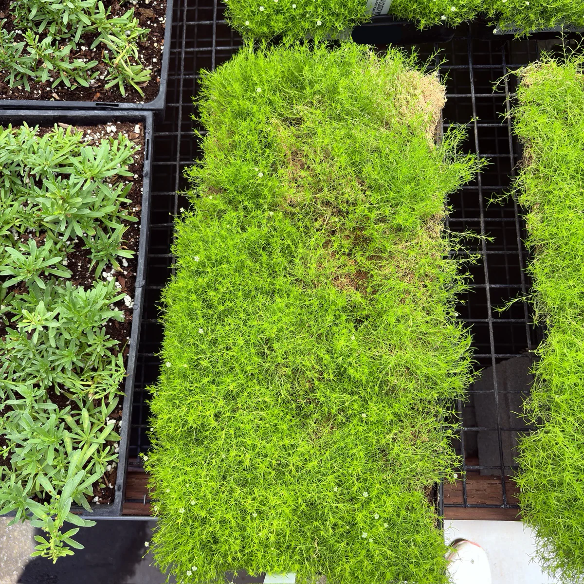 Scotch Moss - Image 3