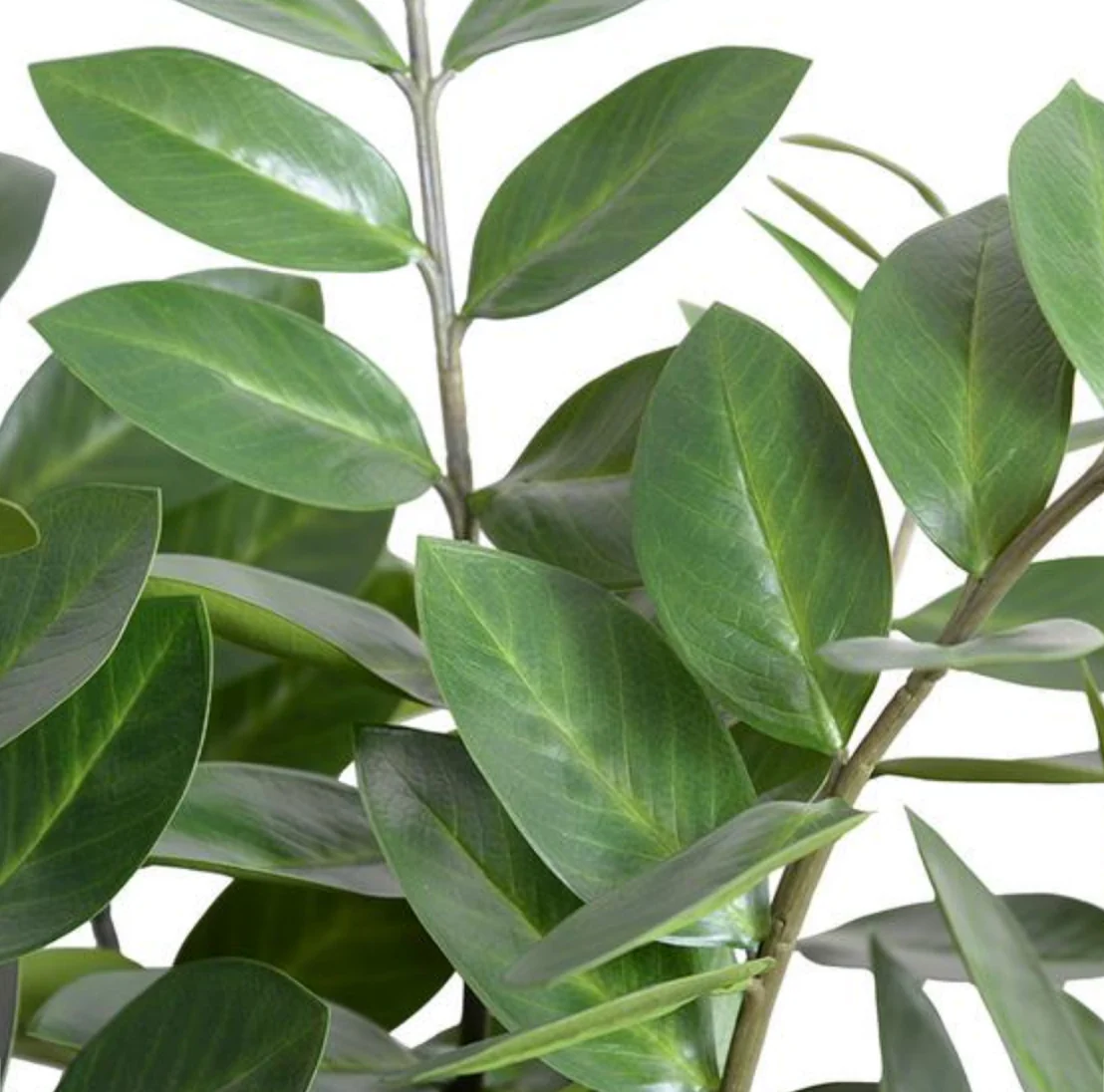 Zamiifolia Plant - Image 2