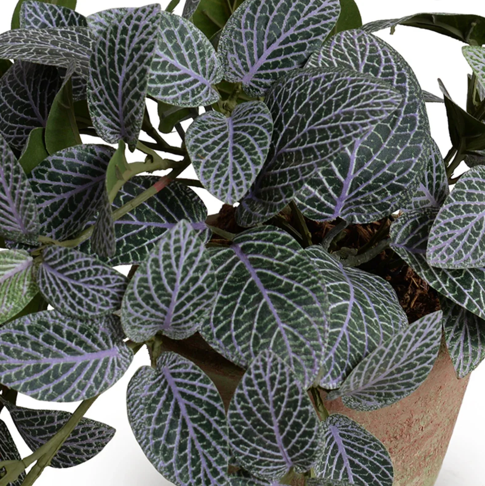Fittonia Plant in Clay Pot - Image 2