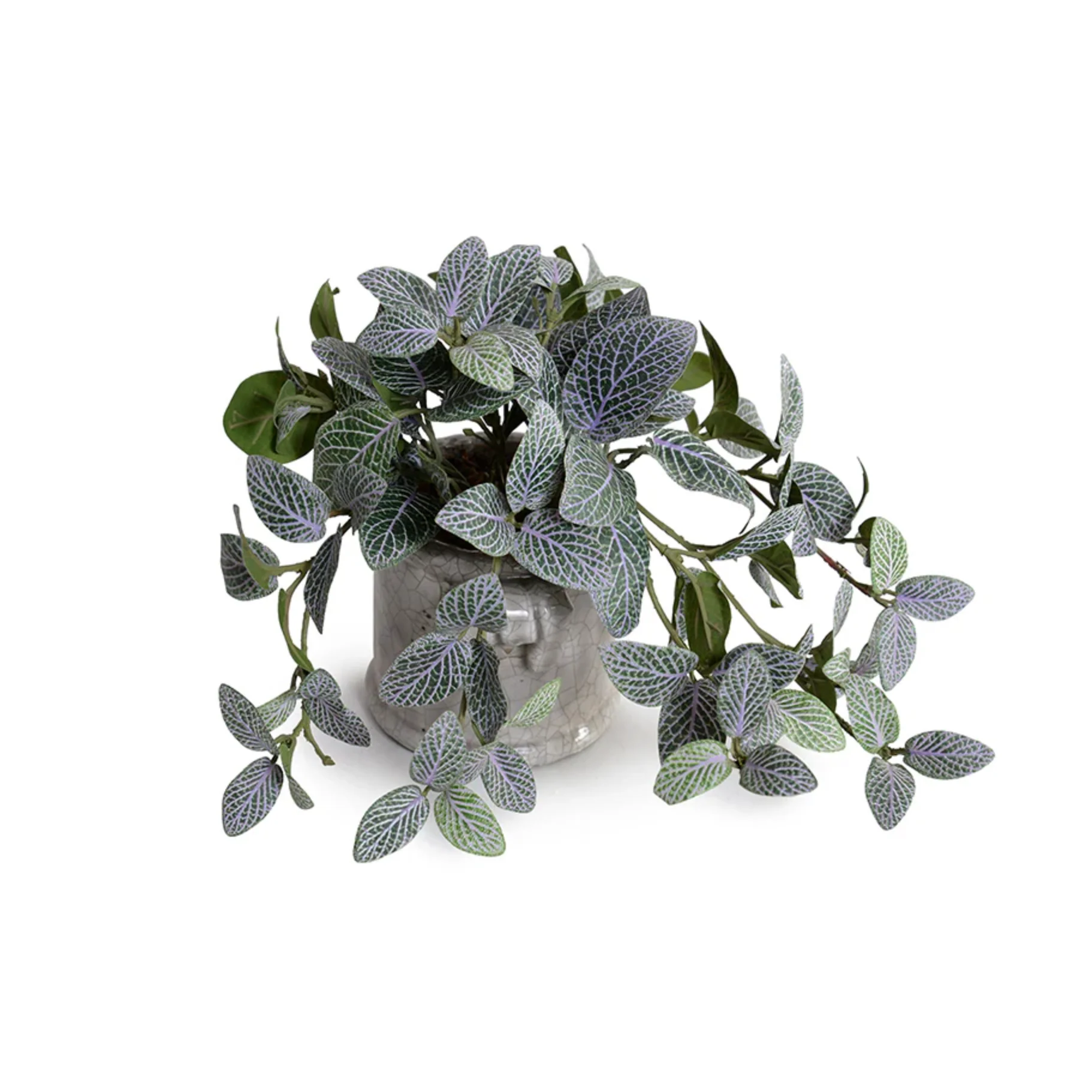 Fittonia Plant in Glazed Clay Jar - Image 1
