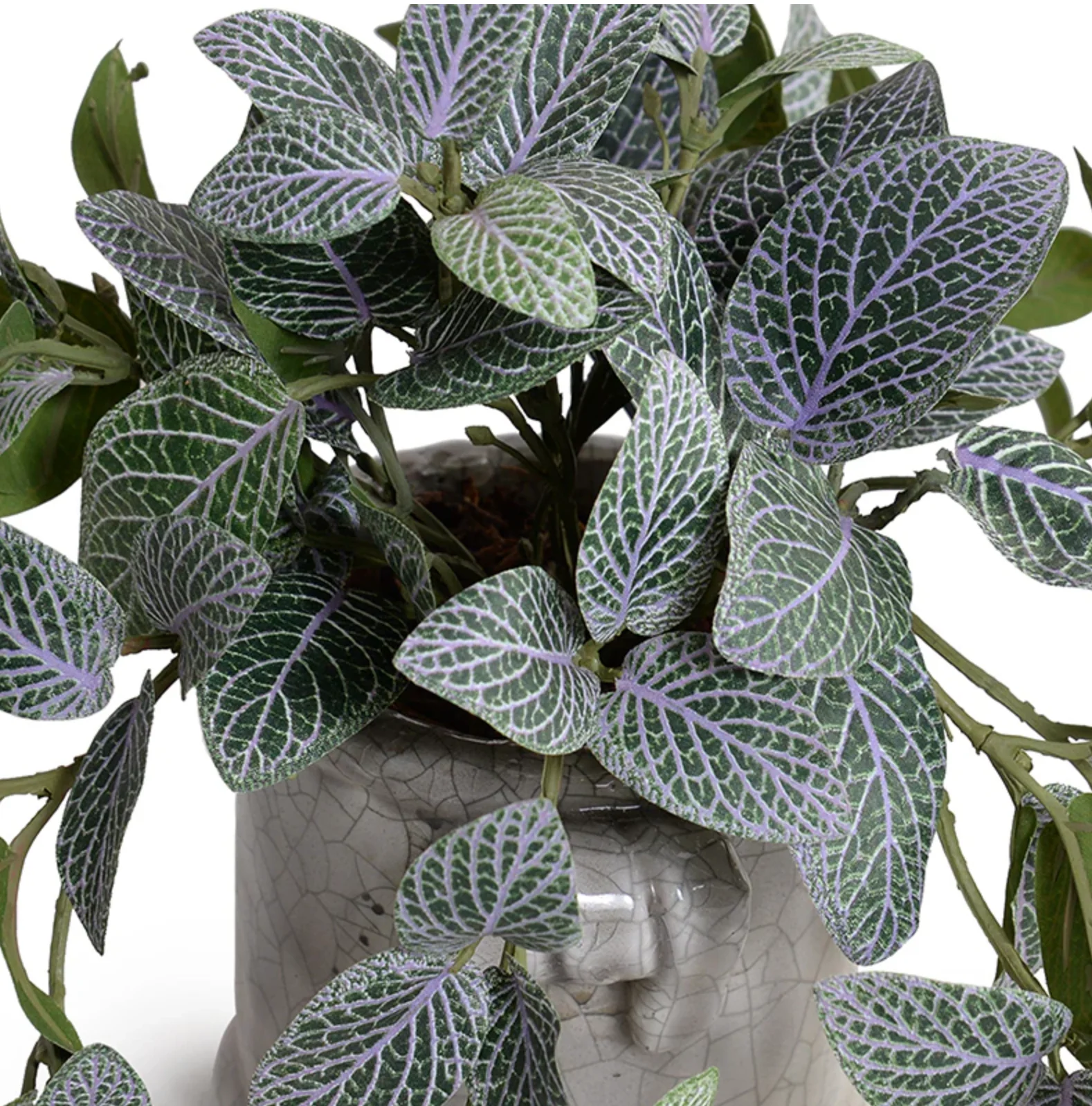 Fittonia Plant in Glazed Clay Jar - Image 2