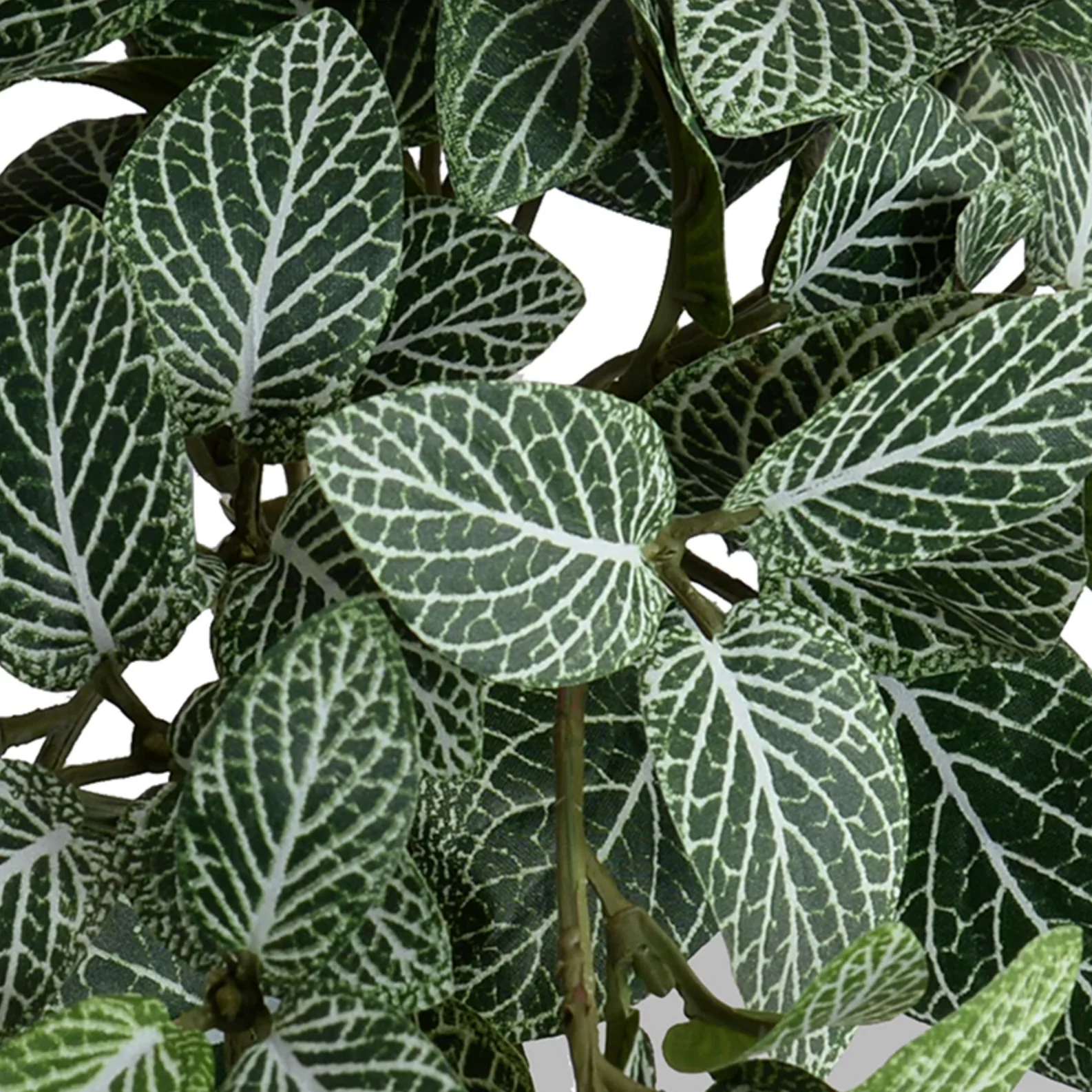 Fittonia Plant in Glazed Clay Jar - Image 3
