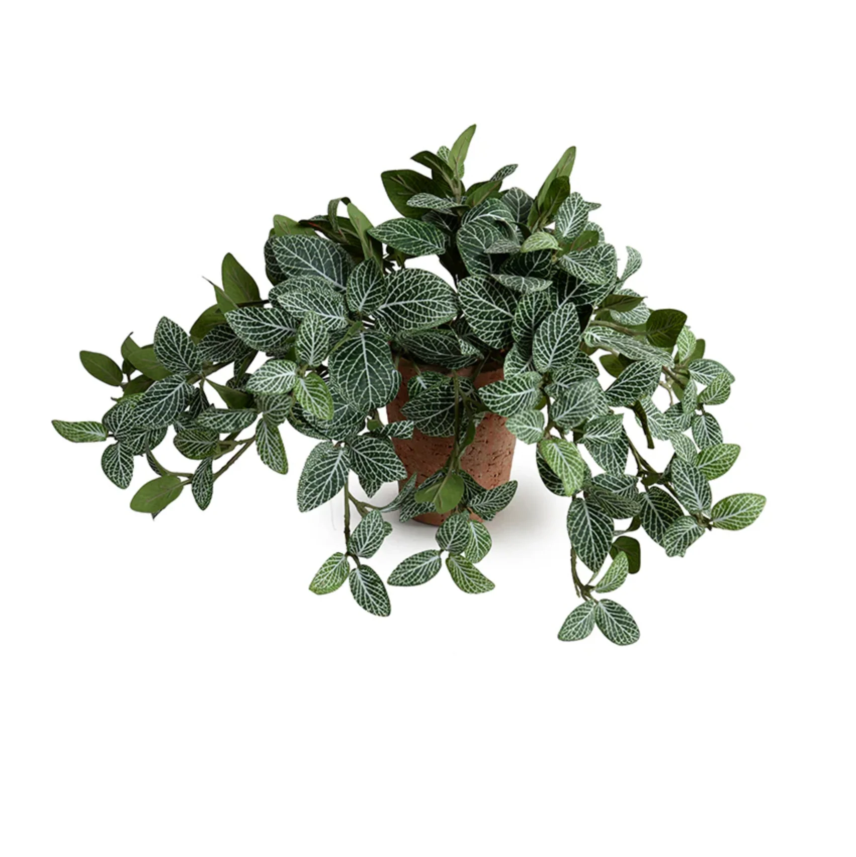 Fittonia Plant in Terracotta Tom Pot - Image 1