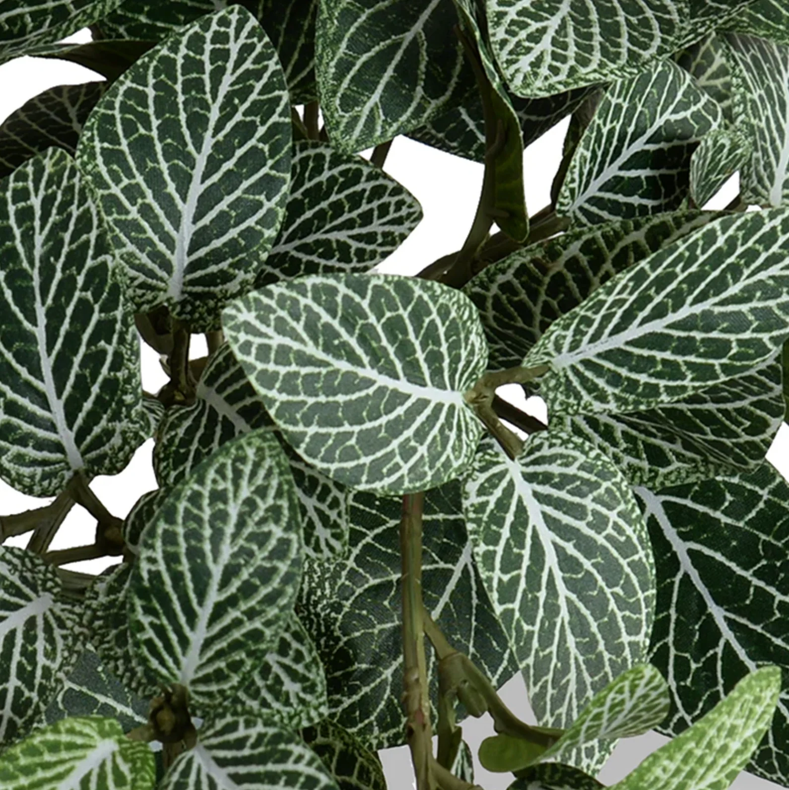 Fittonia Plant in Terracotta Tom Pot - Image 2