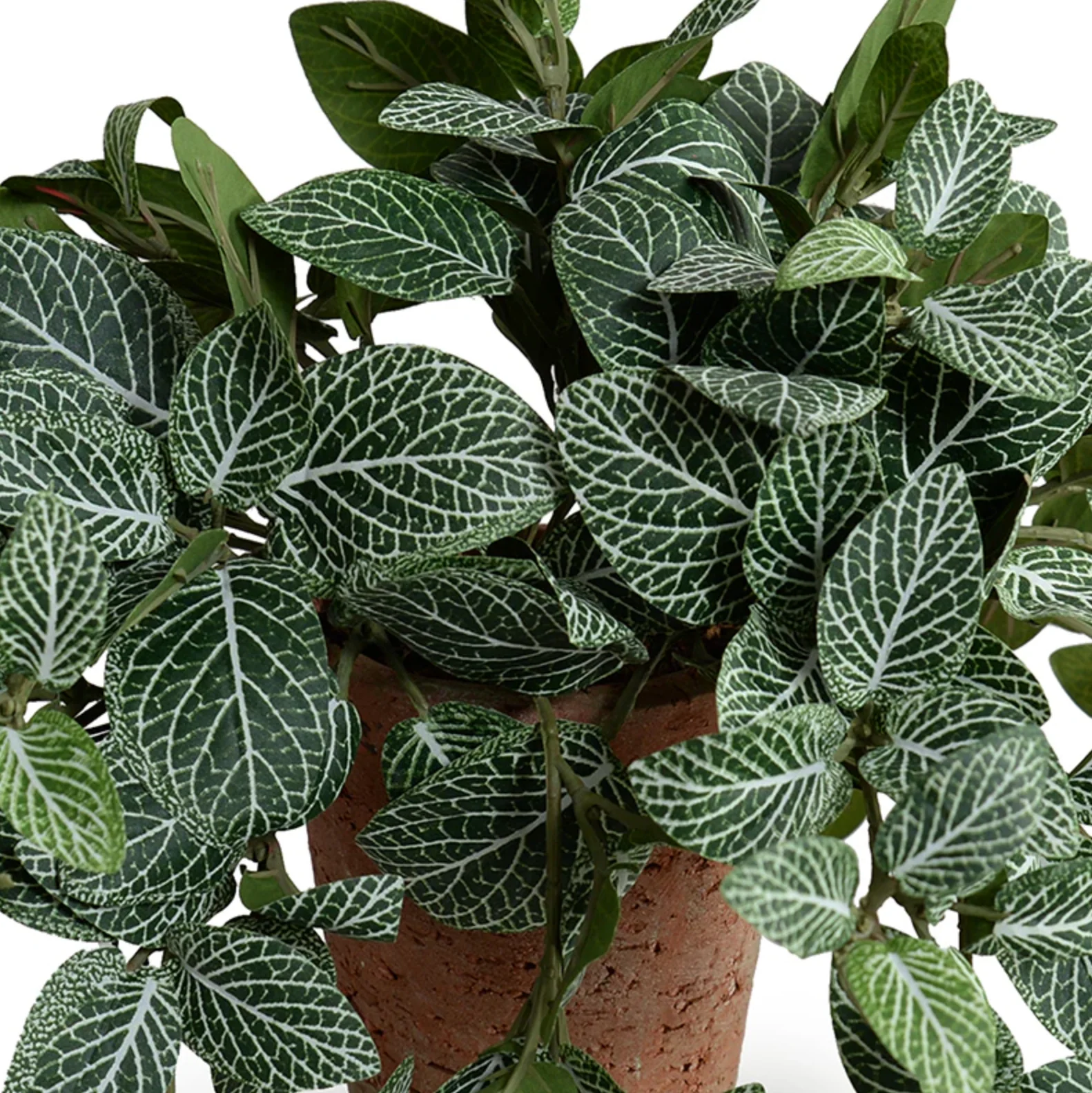 Fittonia Plant in Terracotta Tom Pot - Image 3