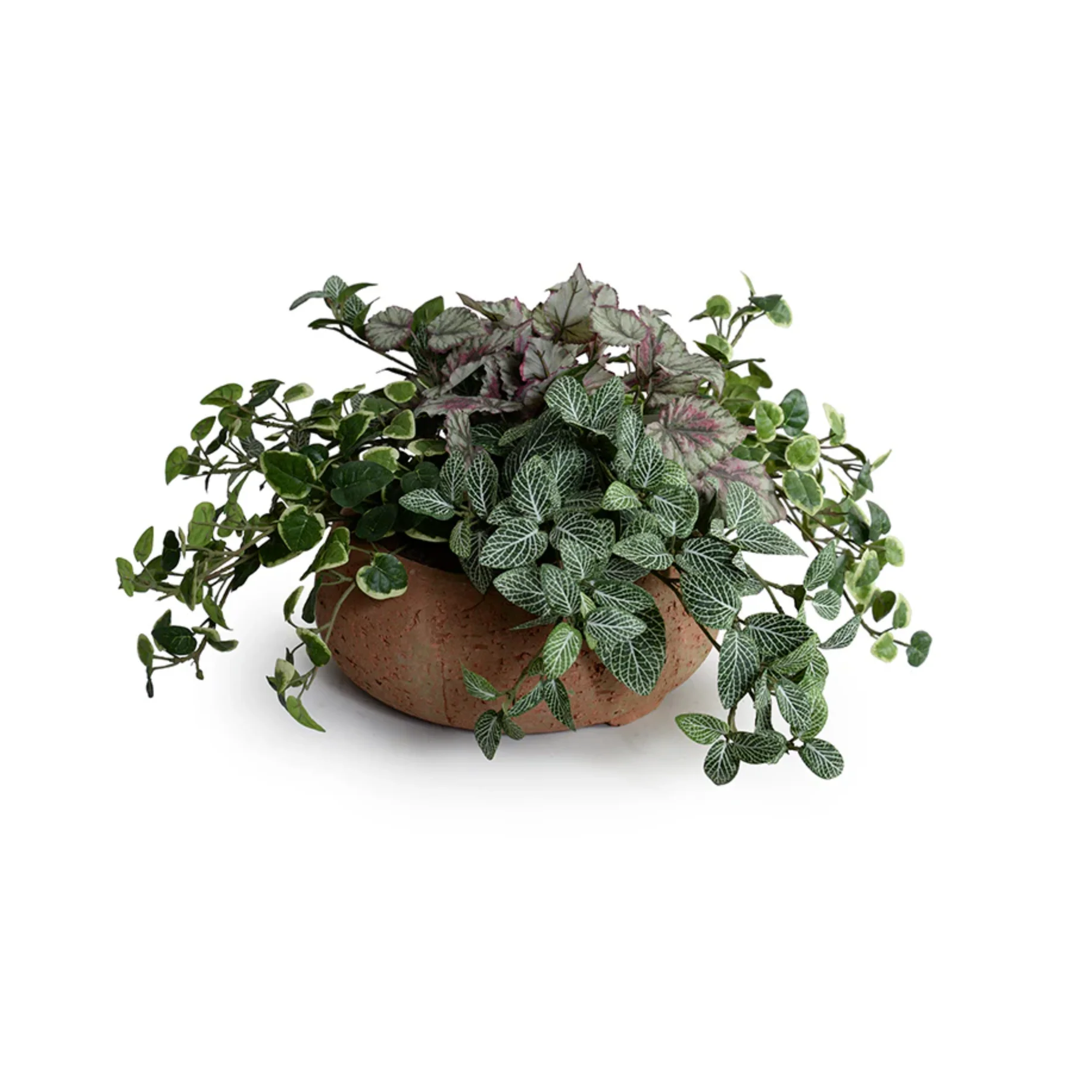 Fittonia, Creeping Fig, Rex Begonia in clay bowl - Image 1