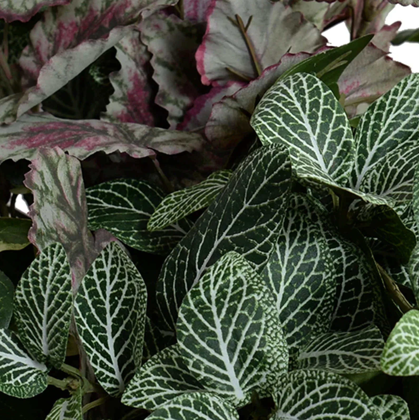 Fittonia, Creeping Fig, Rex Begonia in clay bowl - Image 2