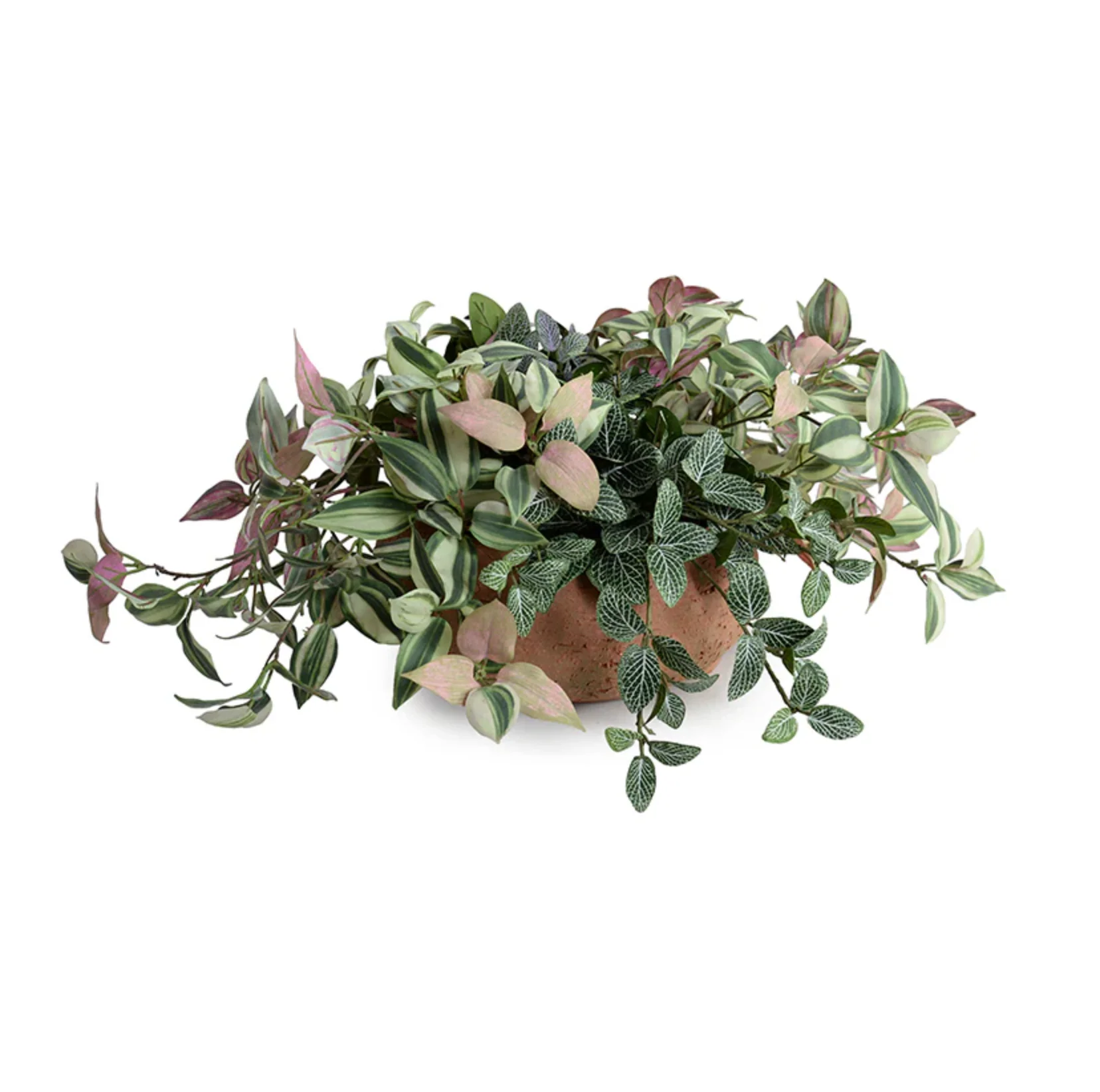 Fittonia, Inch Plants in clay bowl - Image 1