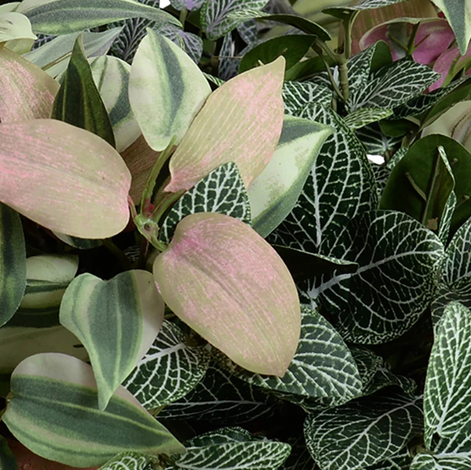 Fittonia, Inch Plants in clay bowl - Image 2