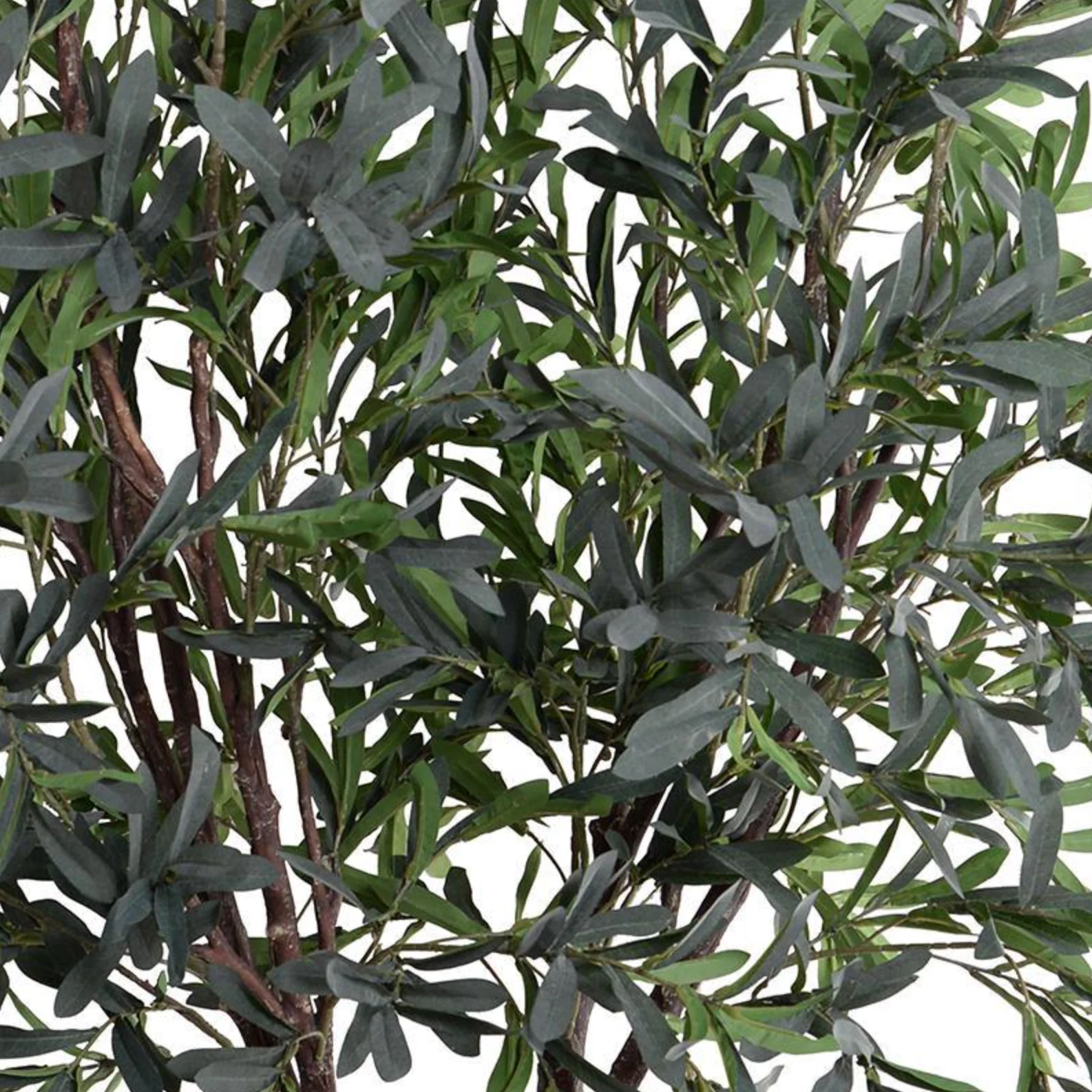 Olive Tree - Image 3