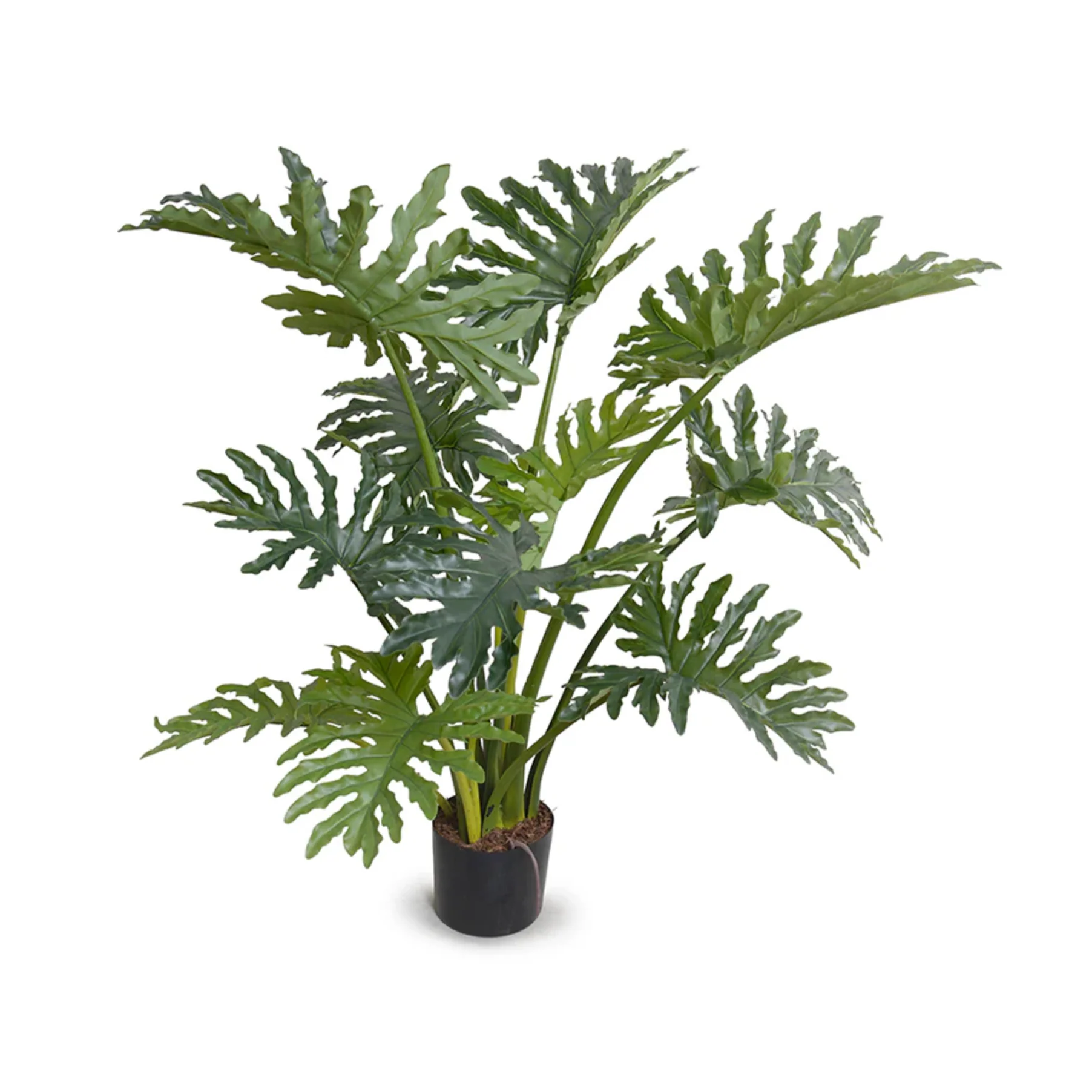 Philodendron Selloum Plant - Image 1