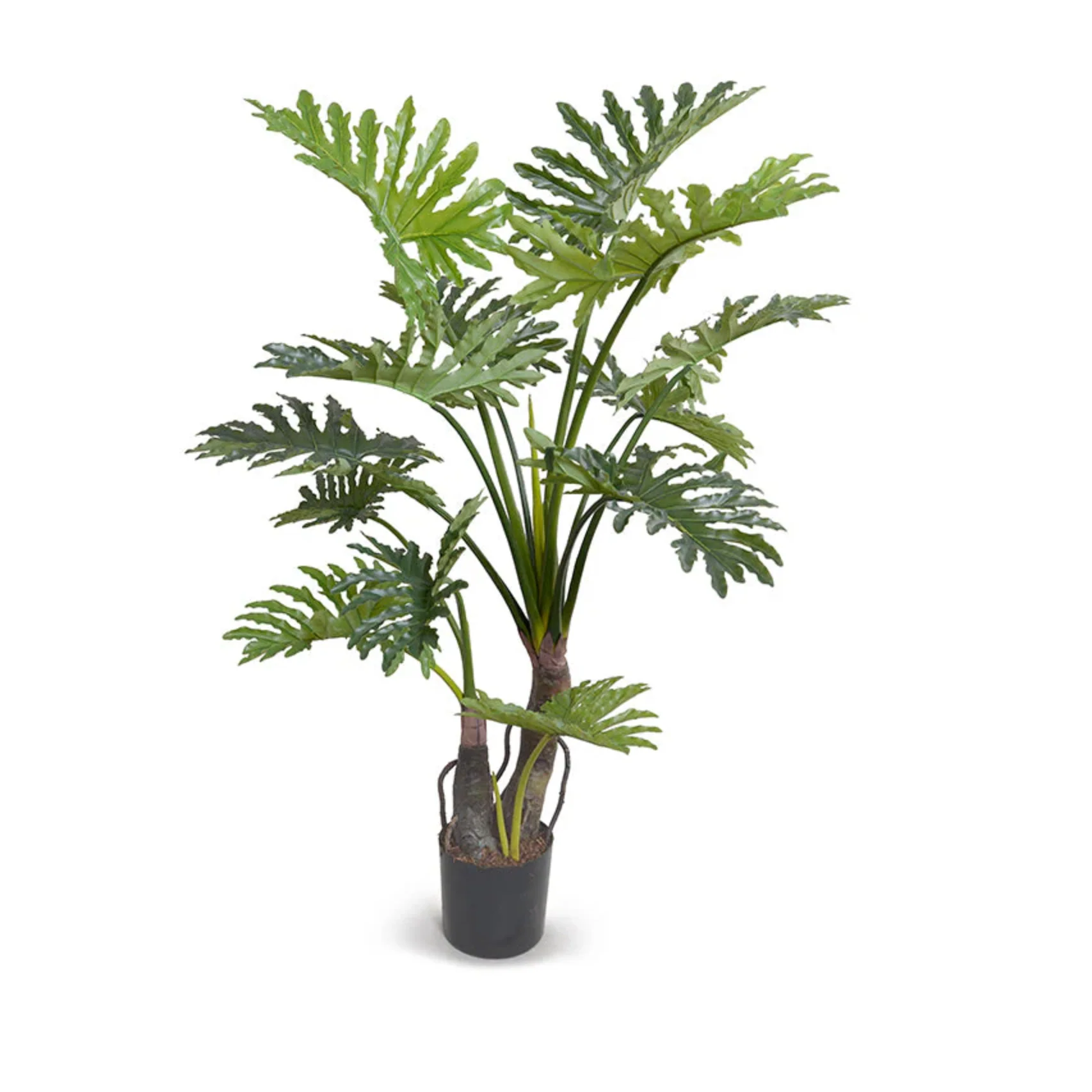 Philodendron Selloum Plant - Image 2